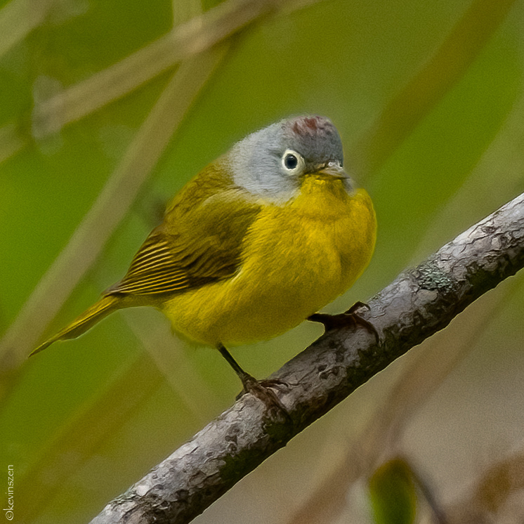 Ruby-crowned Kinglet