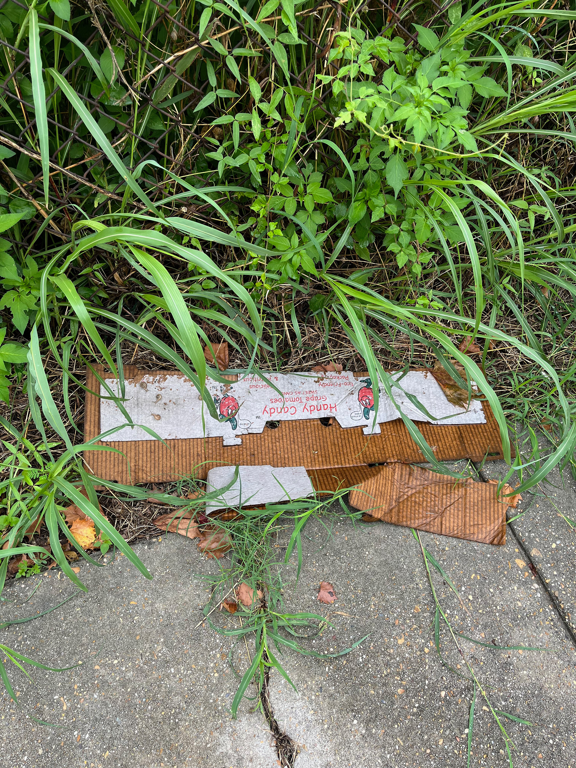 On the sidewalk.