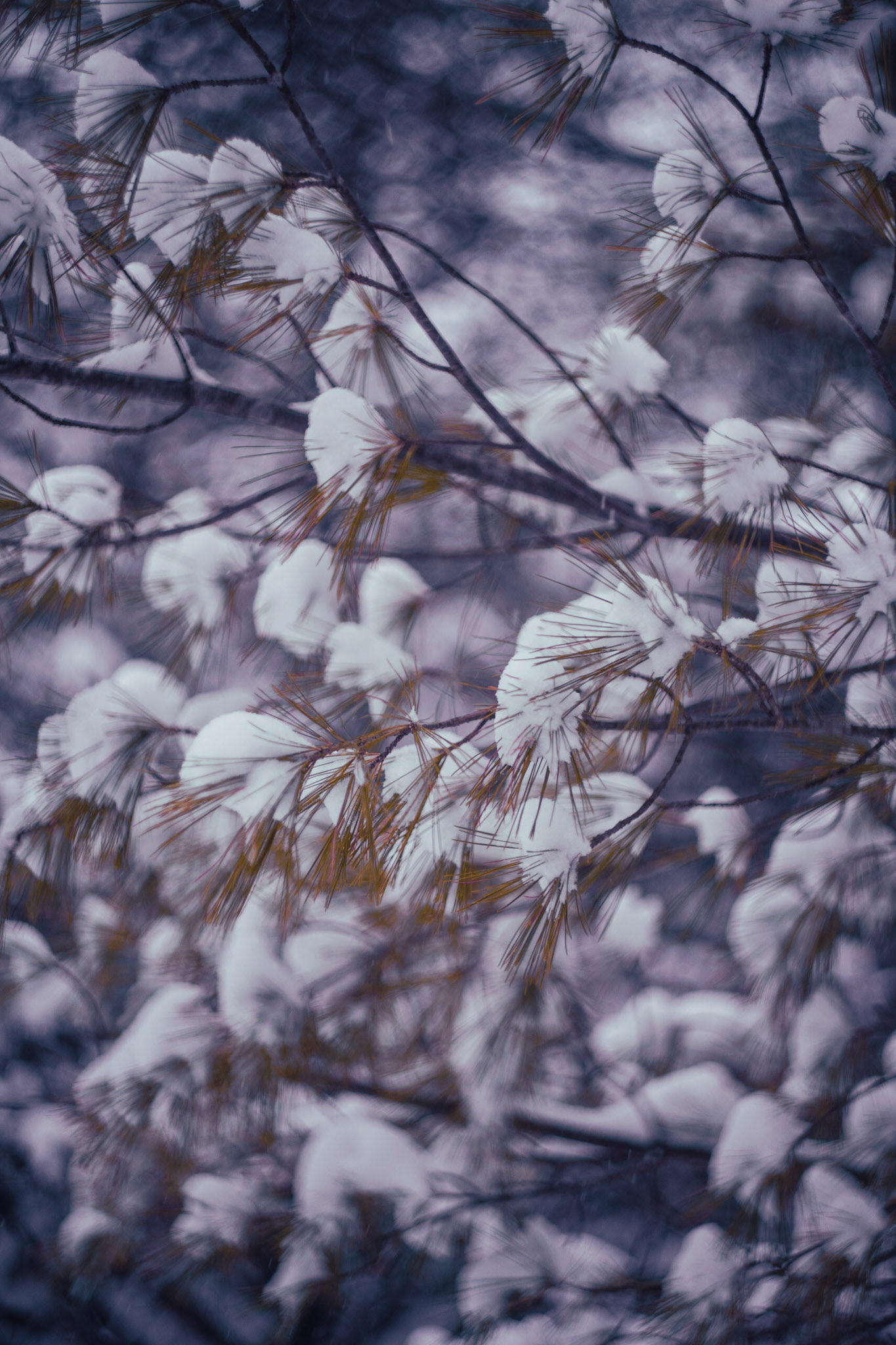 Pink Snow