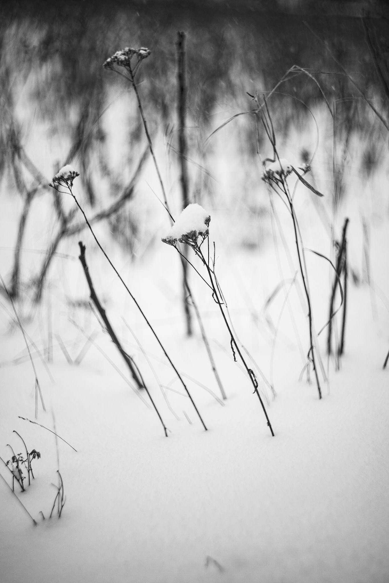 Snow Spears