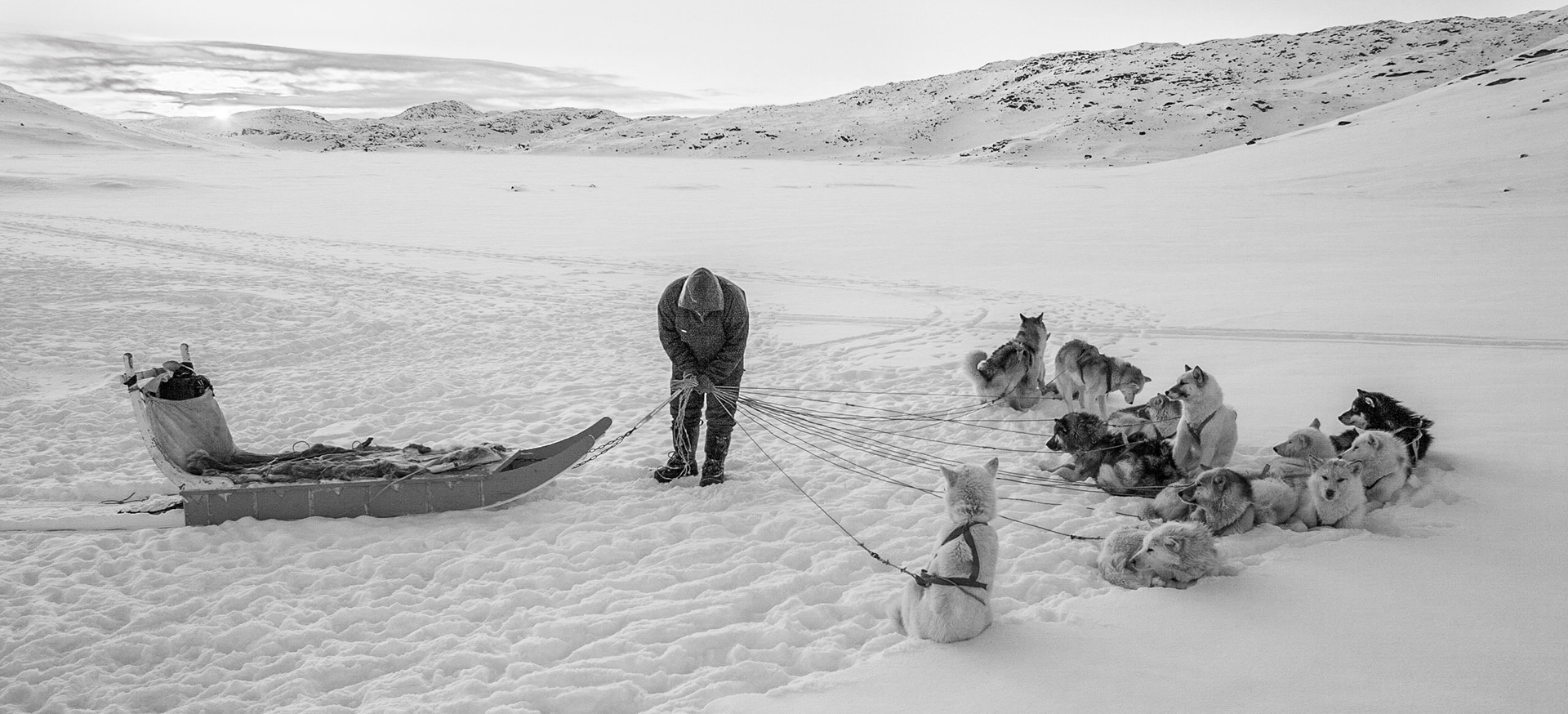 Dog sleigh sunset