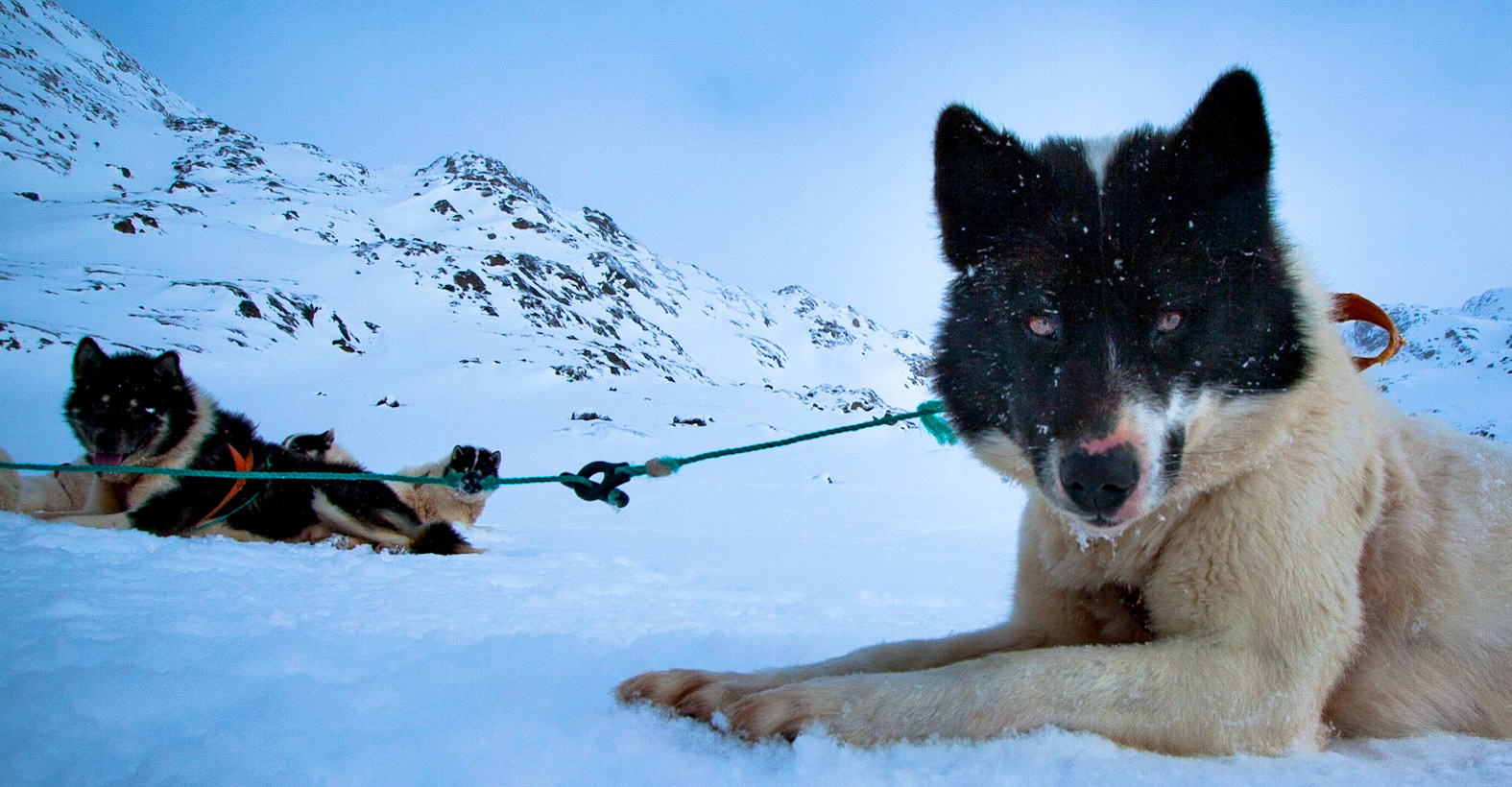 Un portrait de chien