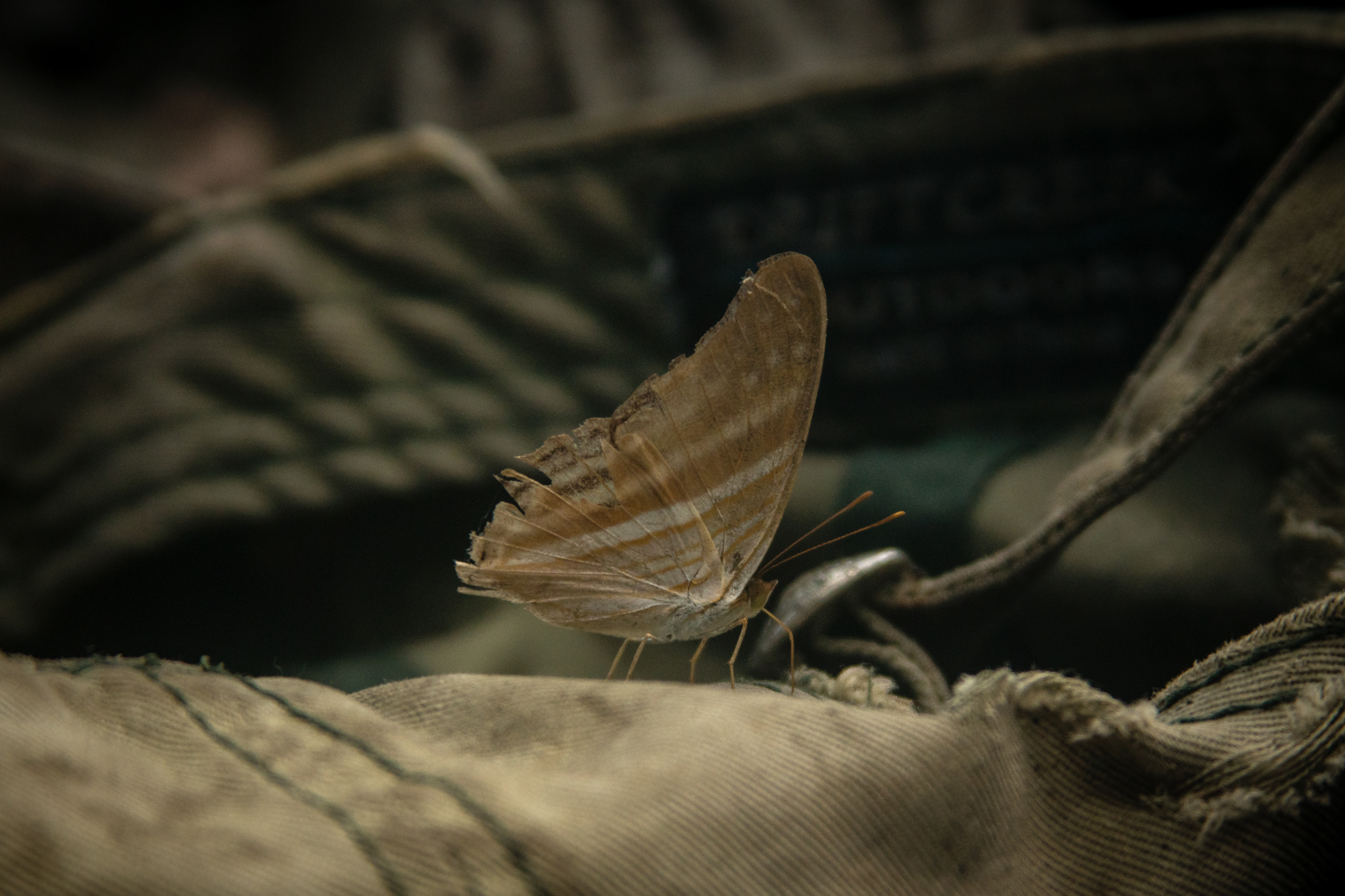 Butterfly lands on a hat in the Amazon