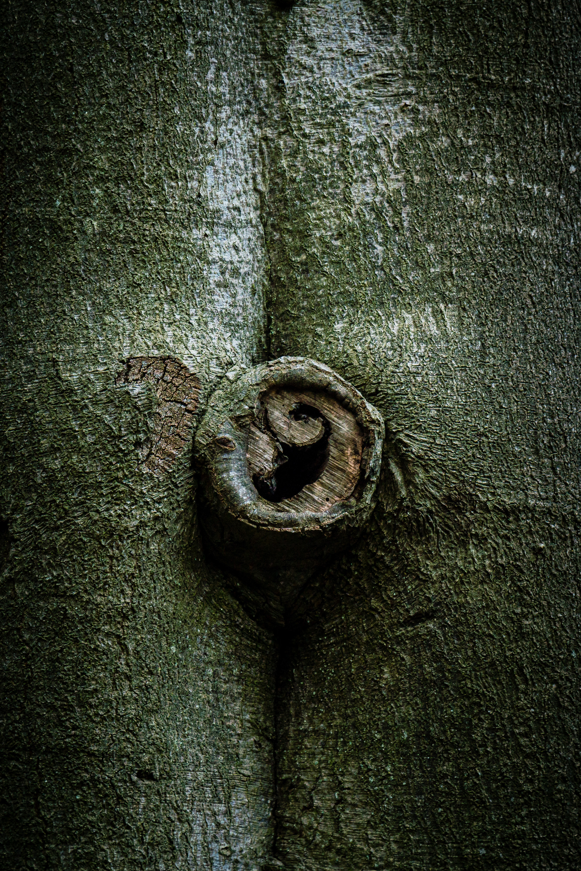 Dinosaur tree