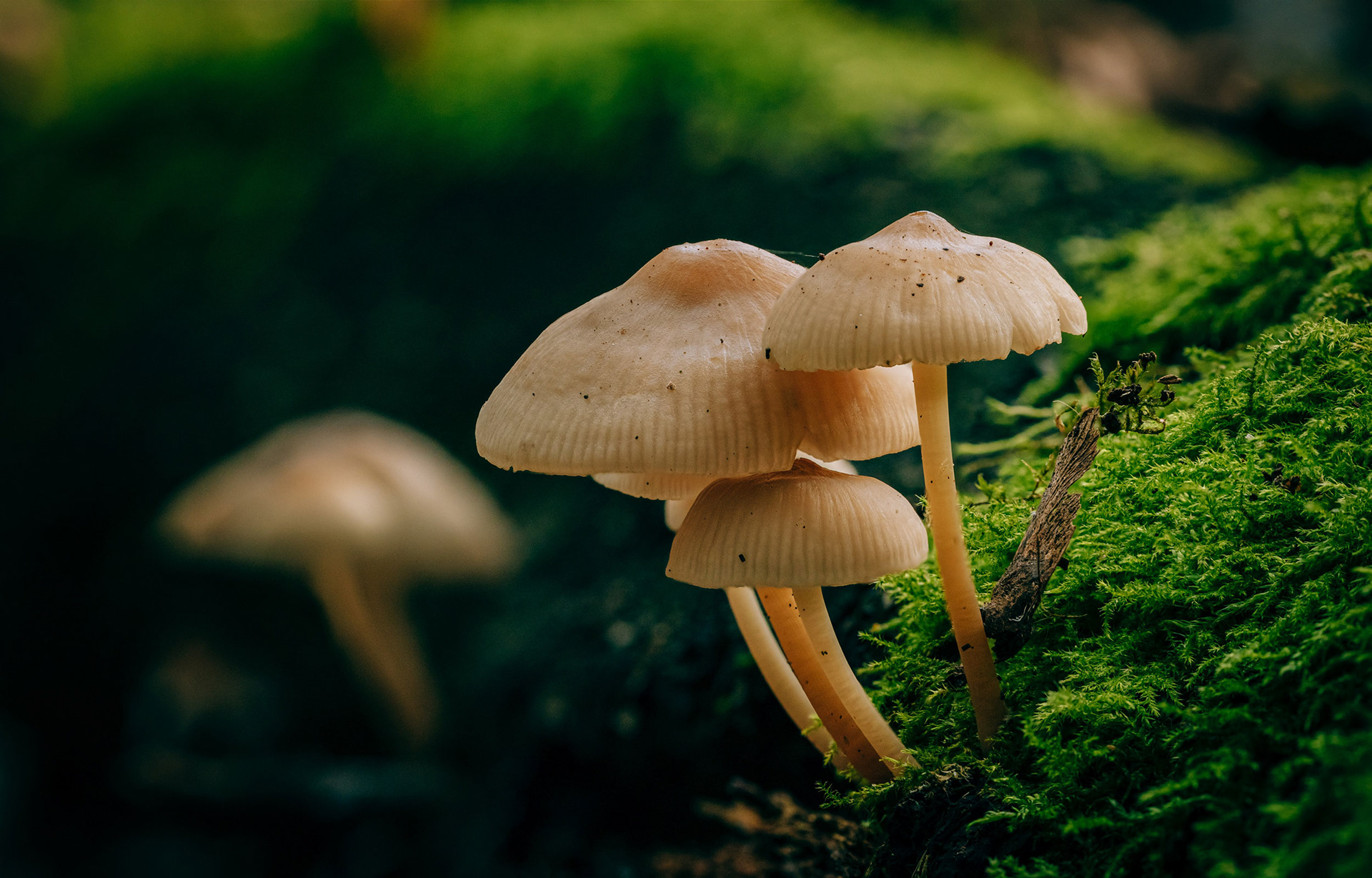 Mushrooms grow from a mossy log in a forest in the UK