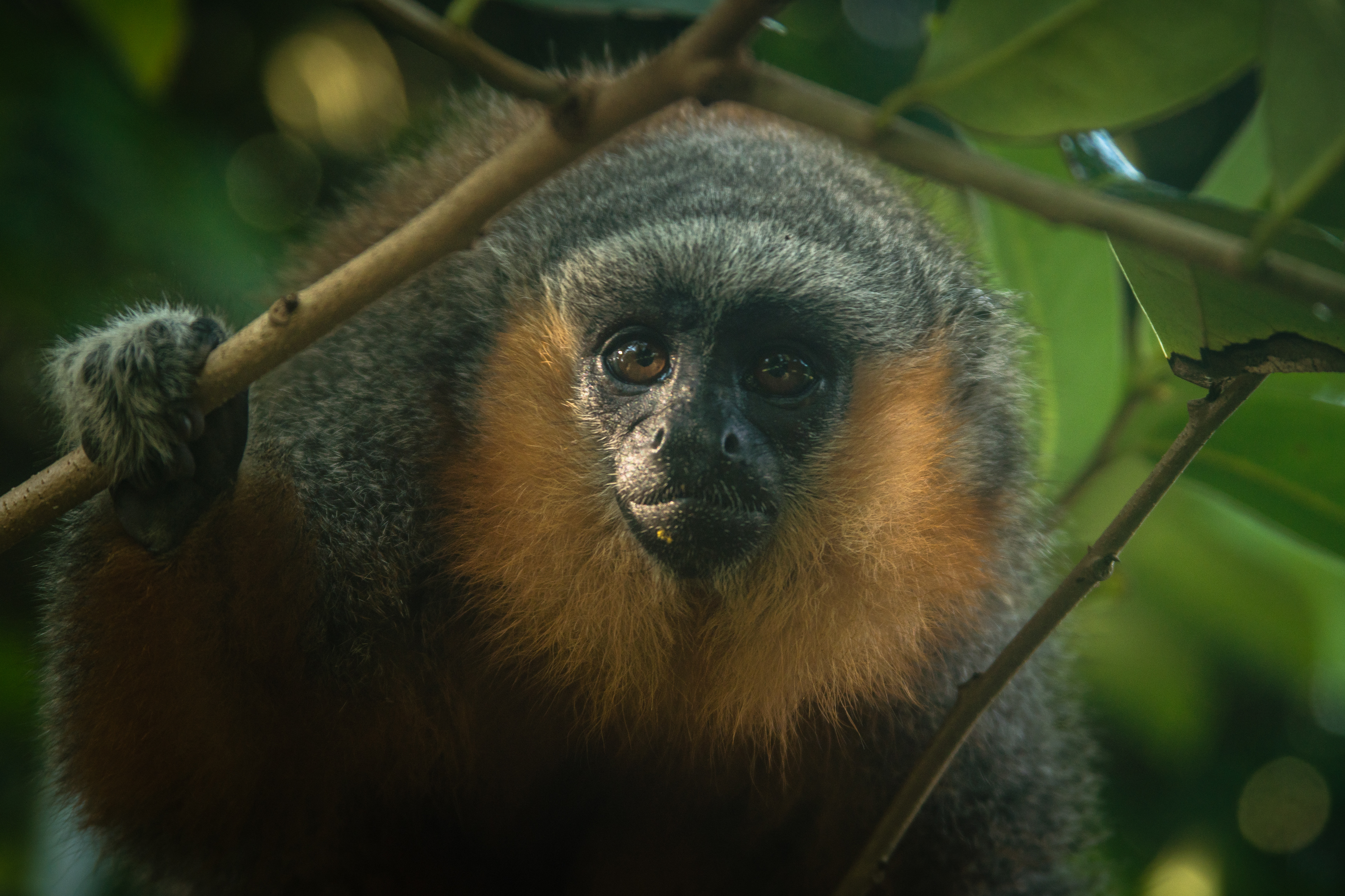 Brown titi monkey in the Amazon