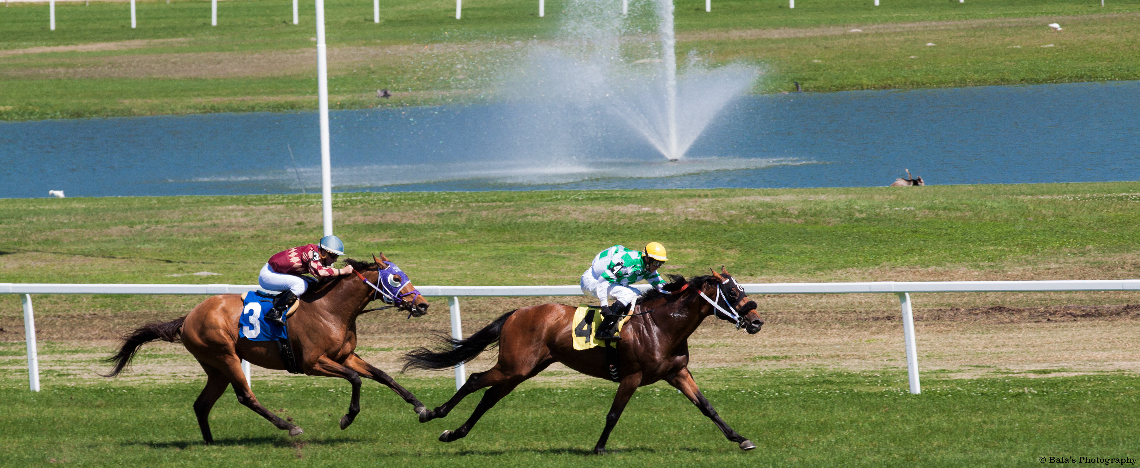 Neck-and-Neck Pursuit: The Intense Rivalry Unfolds as Two Dynamic Duos, Horses and Jockeys, Blaze Across the Track, One Striving to Seize the Lead, the Other Resolute in Defending Their Dominance.