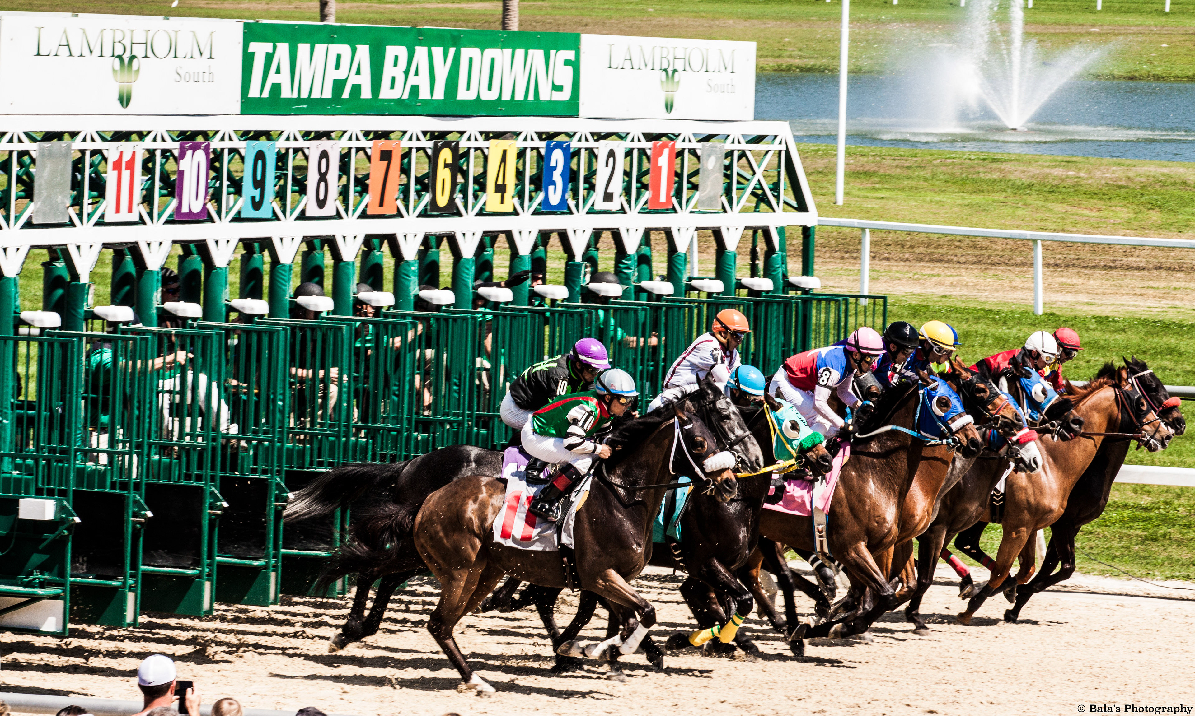 Breakneck Beginnings: The Thunderous Roar of Hooves as Eager Horses Burst from the Gates, Marking the Exciting Onset of the Race at Tampa Bay Downs.