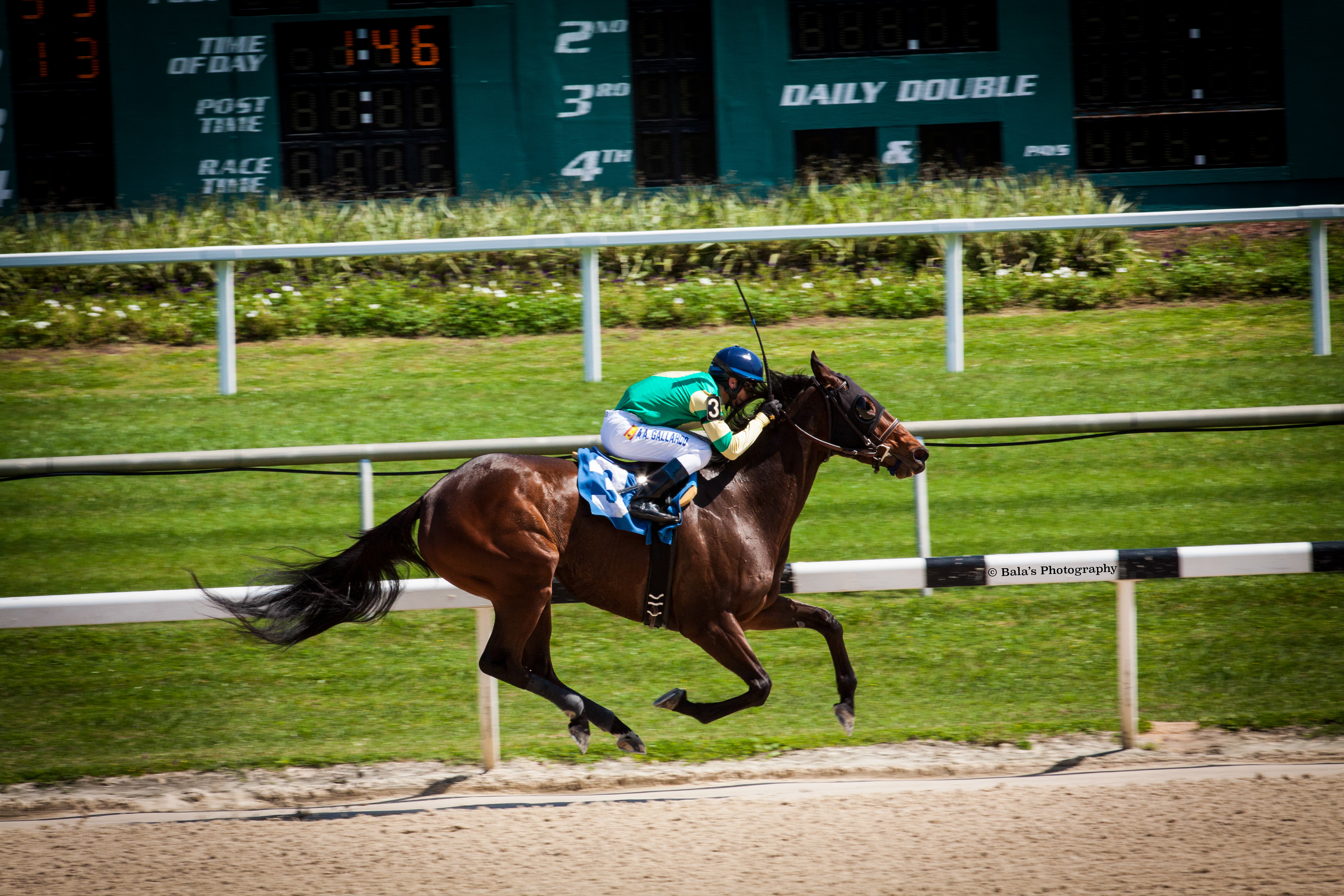 Suspended Elegance: Grace and Power Converge as a Lone Charger, Hooves Aloft, Surges Ahead, Defying Gravity in a Dazzling Display of Speed and Skill.