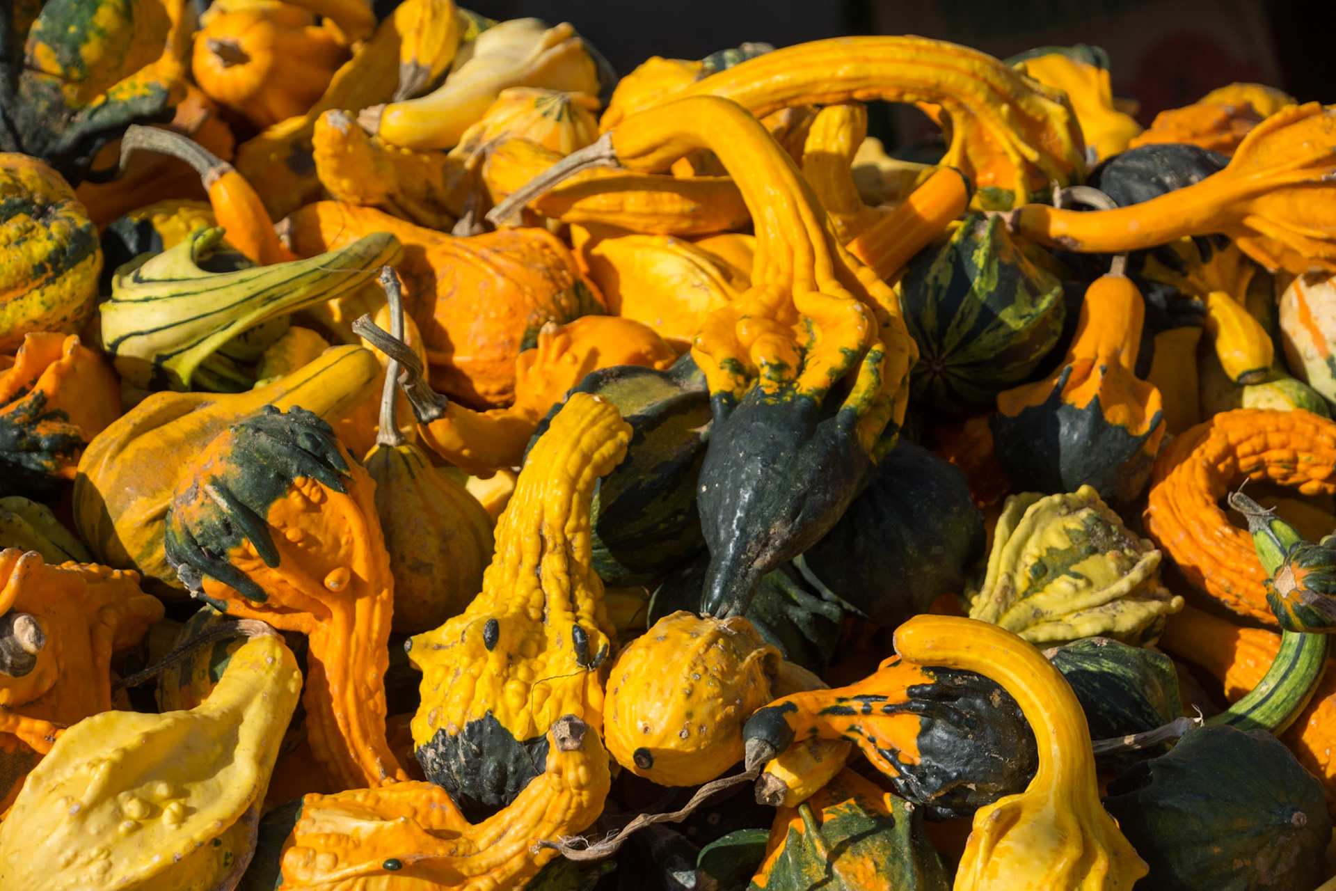 Little gourds at Atwater Market, Montreal, Canada