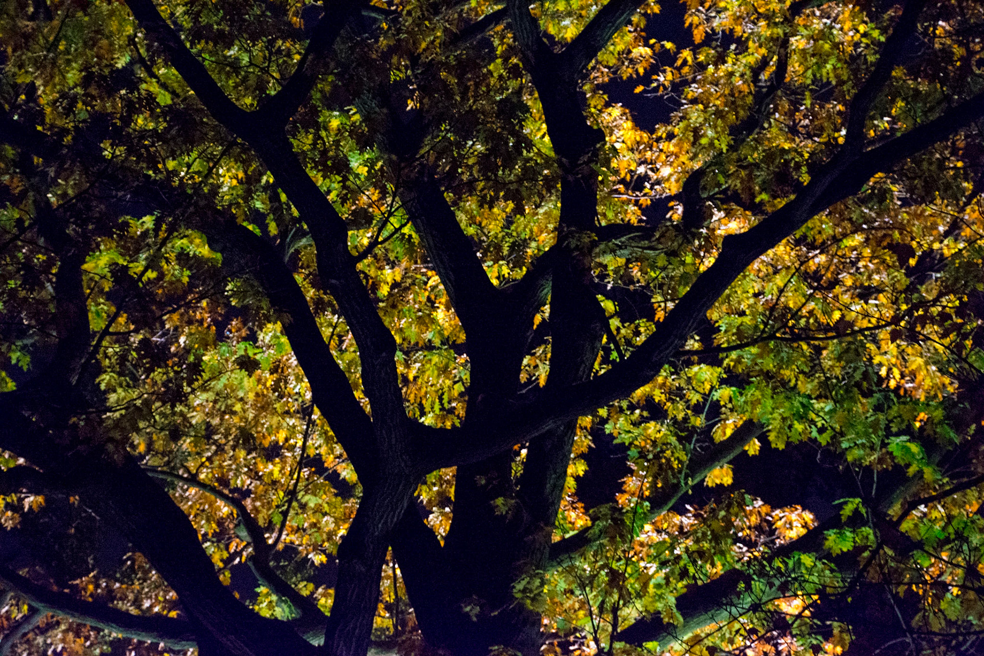 Trees and autumn leaves at night at Gardens of Light tour, Botanical Garden, Montreal, Canada