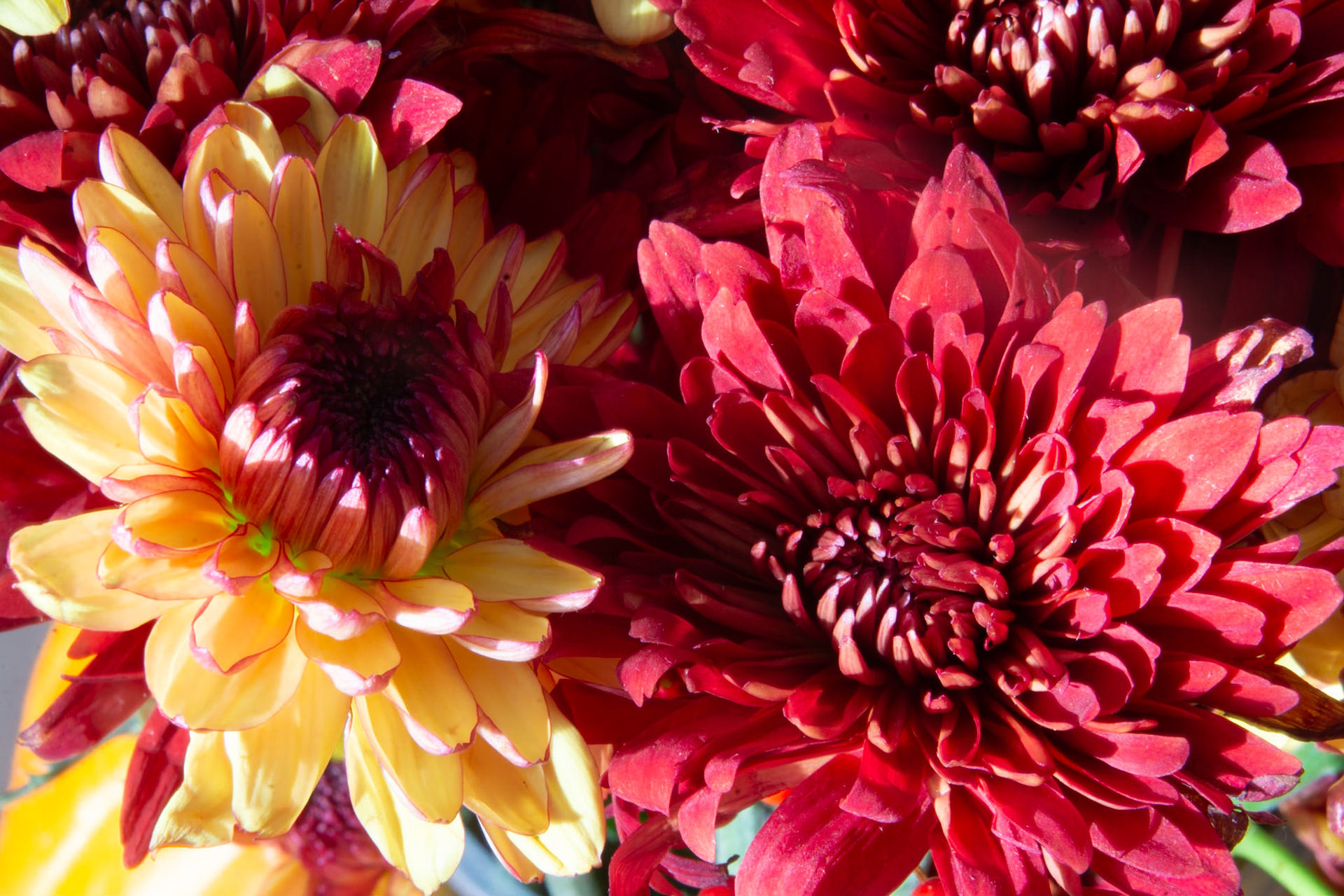 Flowers, Melrose, MA