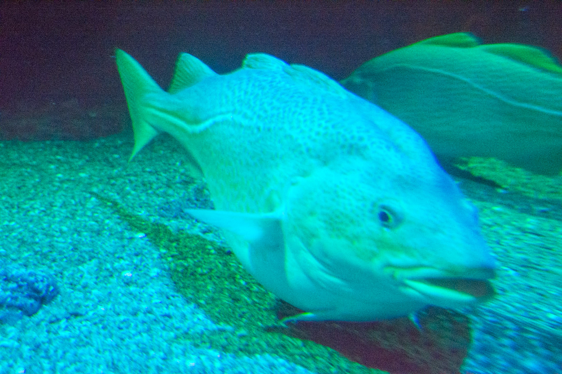 Big fish at New England Aquarium, Boston, MA