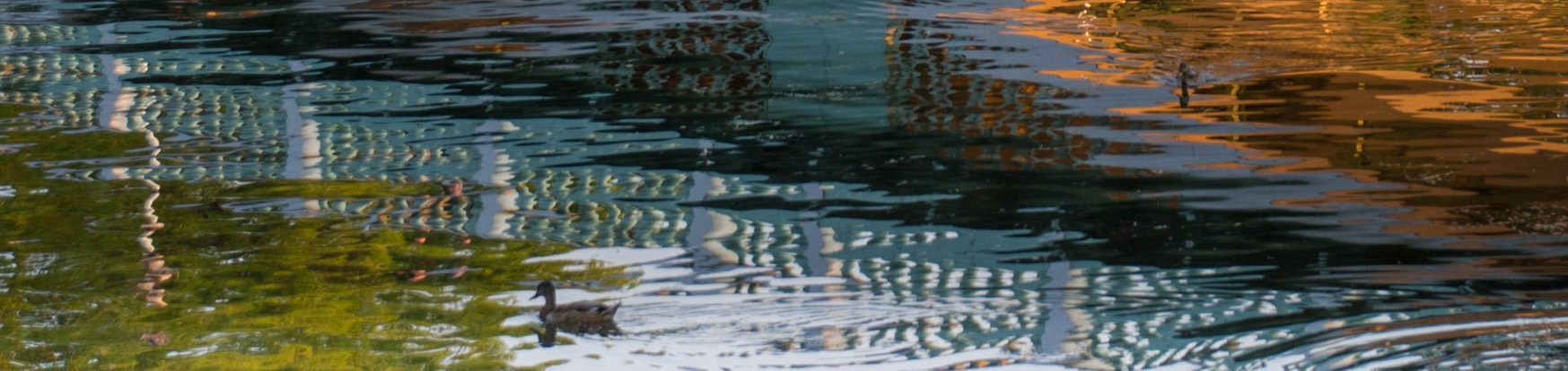 Duck and reflections,  Bridge from Centre Island Park to Centre Island, Toronto, Canada
