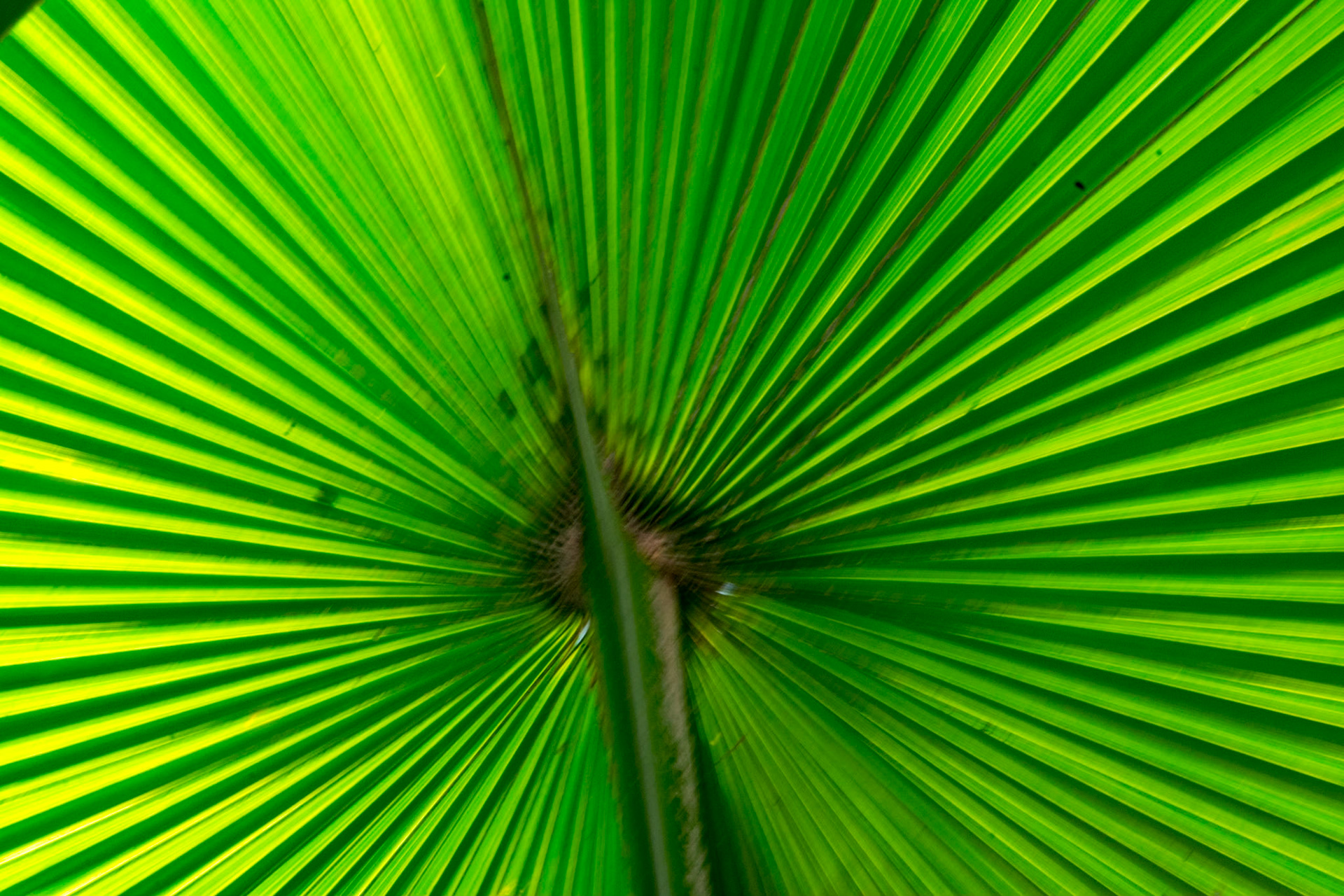 Palm leaves at Singapore Botanic Gardens, Singapore