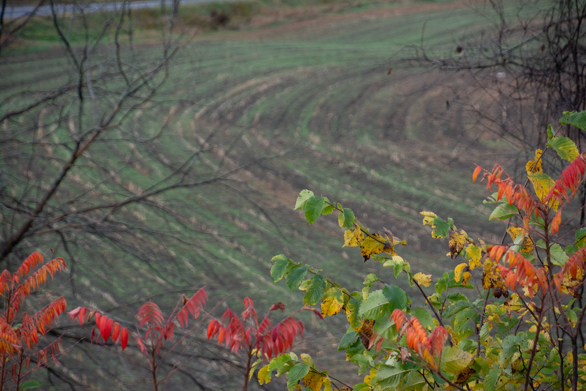 Plowed fields and autumn leaves changing color in Vermont