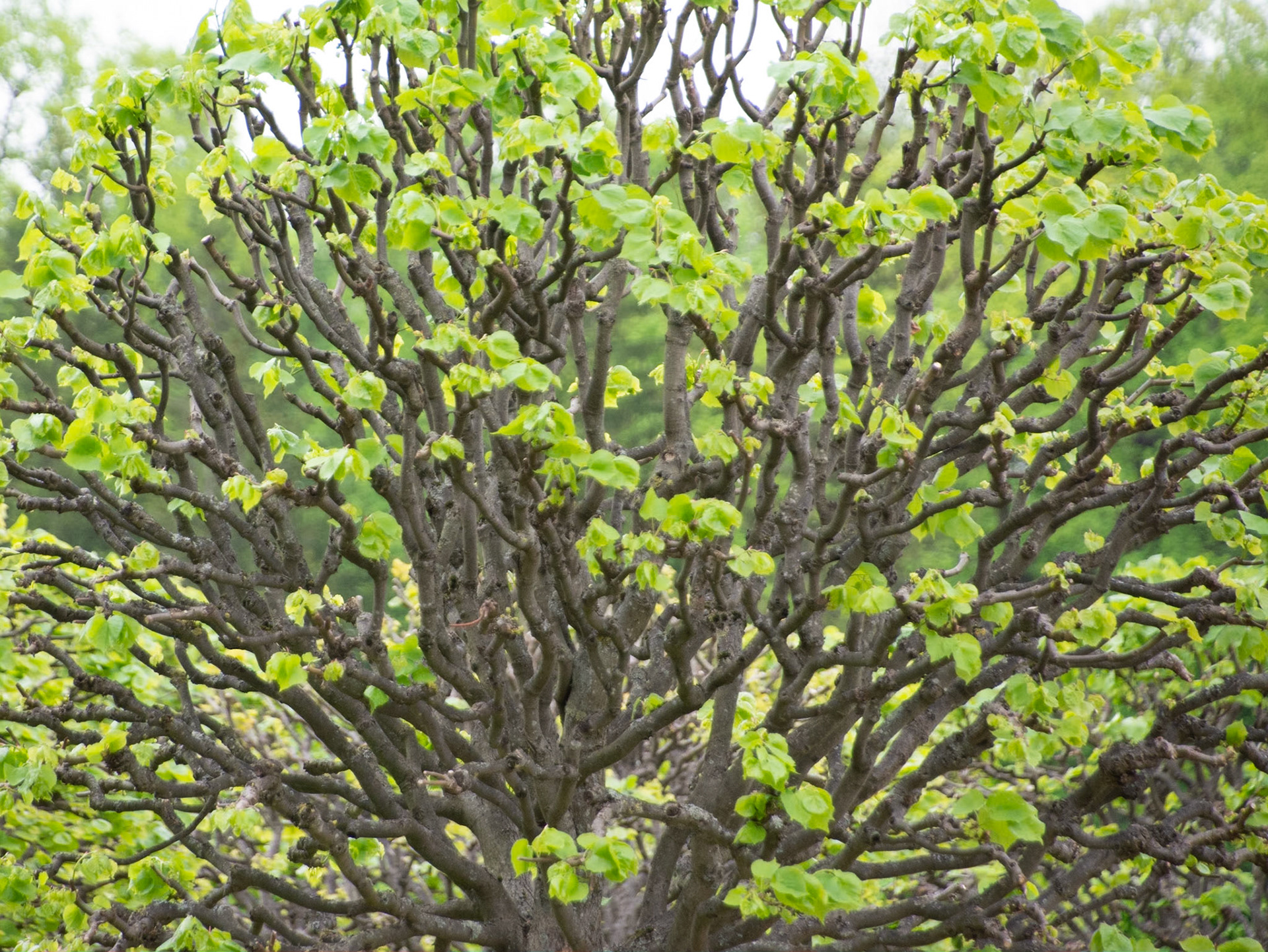 Gnarled tree at Catherine Palace, Tsarskoye Selo, St Petersburg, Russia