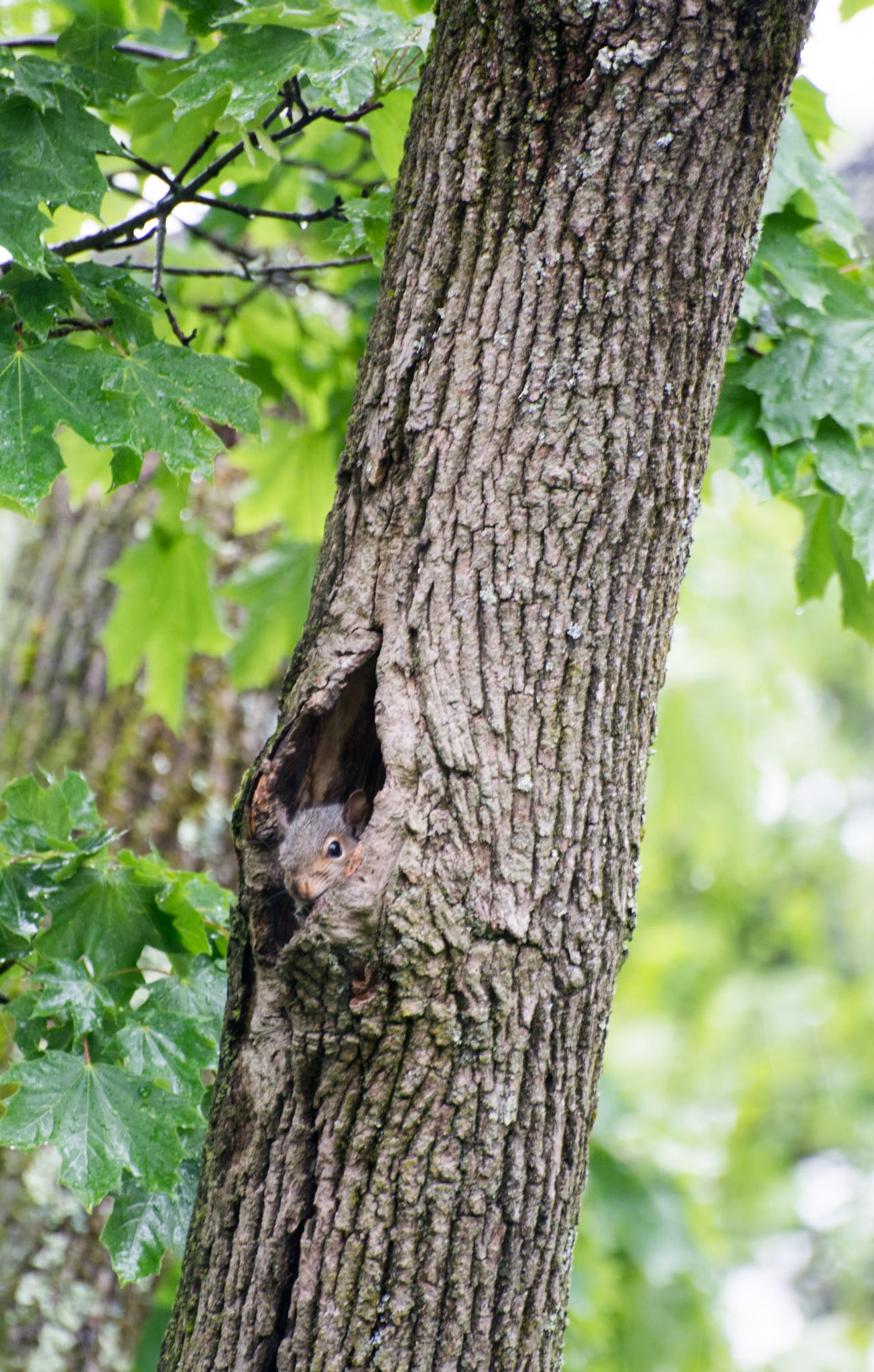 Squirrel looking out of hole in tree in Melrose, MA