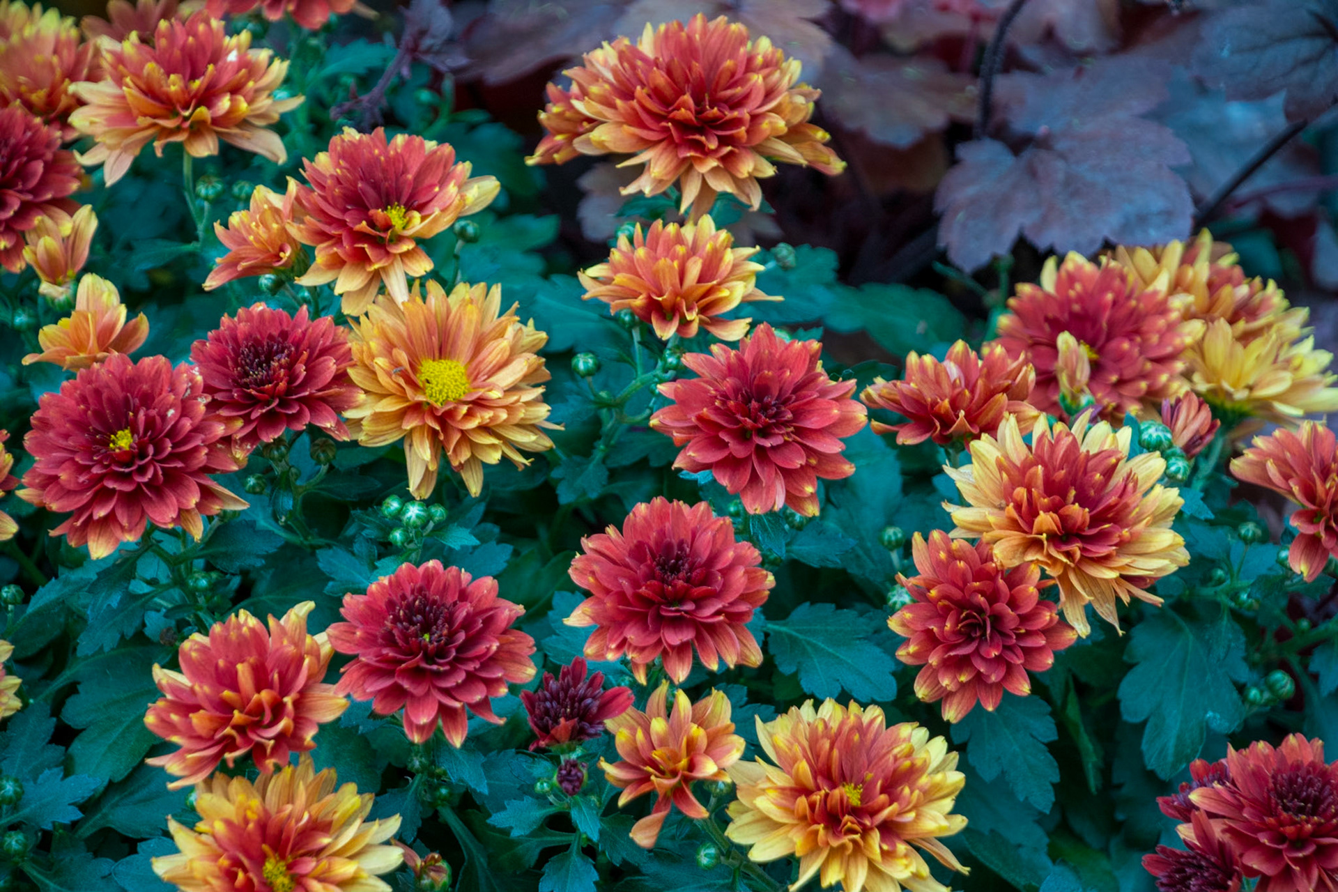 Flowers at Gardens by the Bay, Singapore