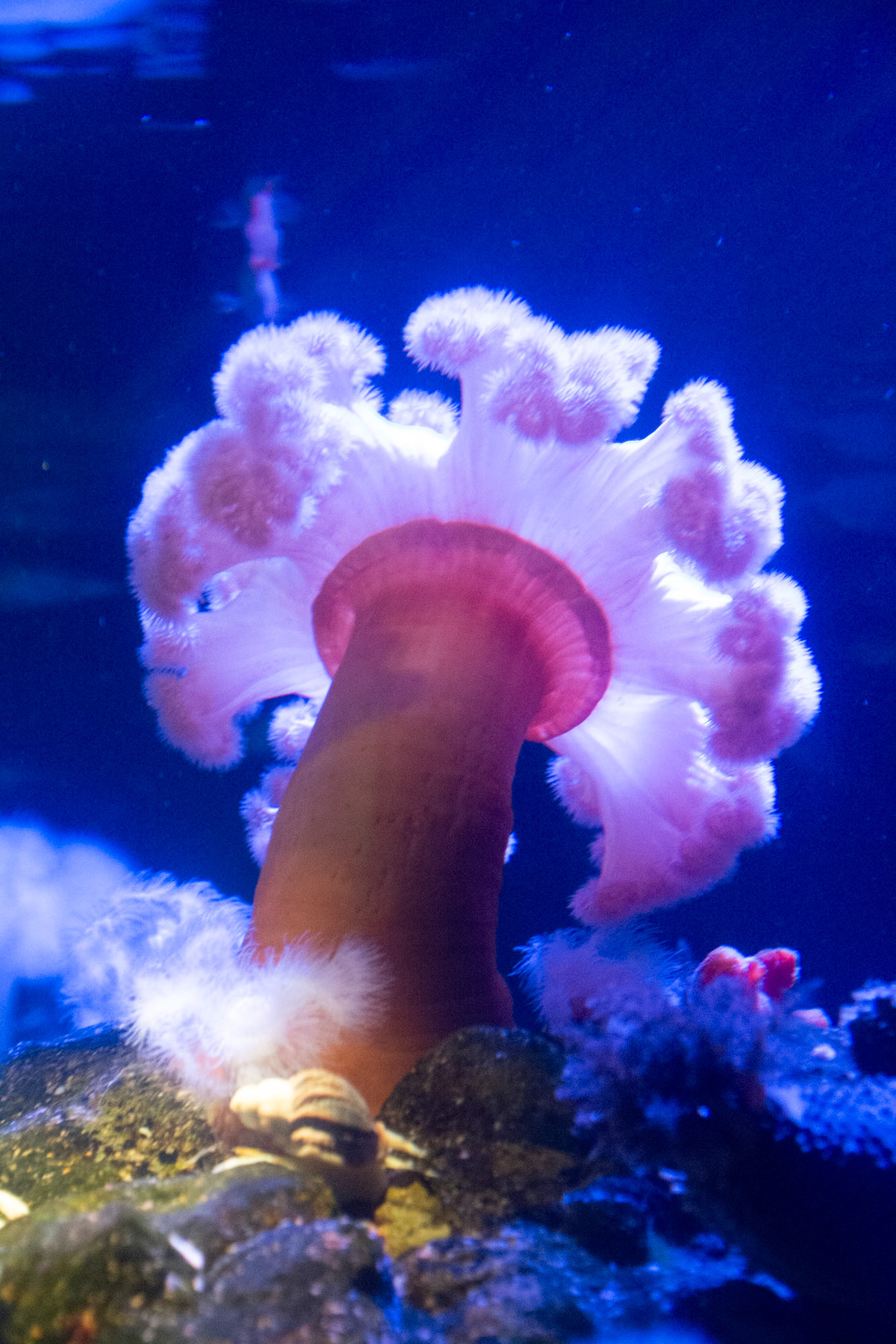 Sea plants at New England Aquarium, Boston, MA