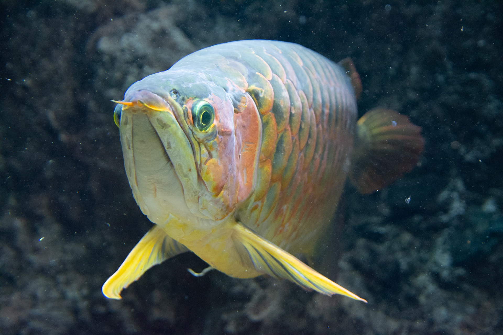 Yellow and green fish at New England Aquarium, Boston, MA