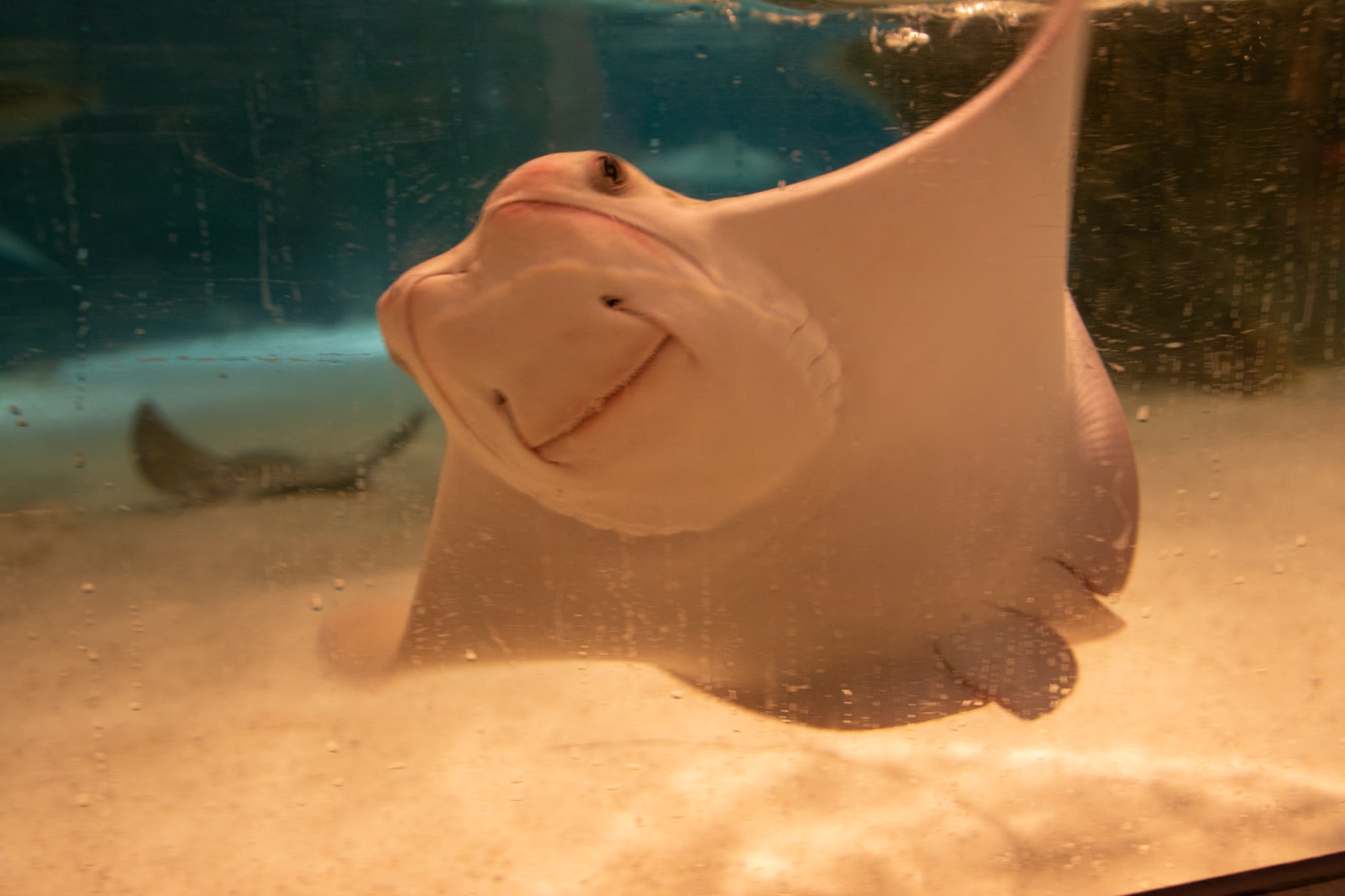Rays at New England Aquarium, Boston, MA