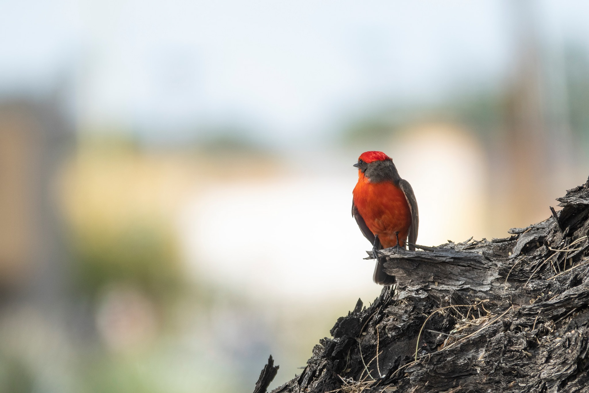 Vermilion Flycatcher