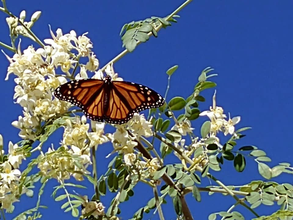Monarch on Moringa Oleifera