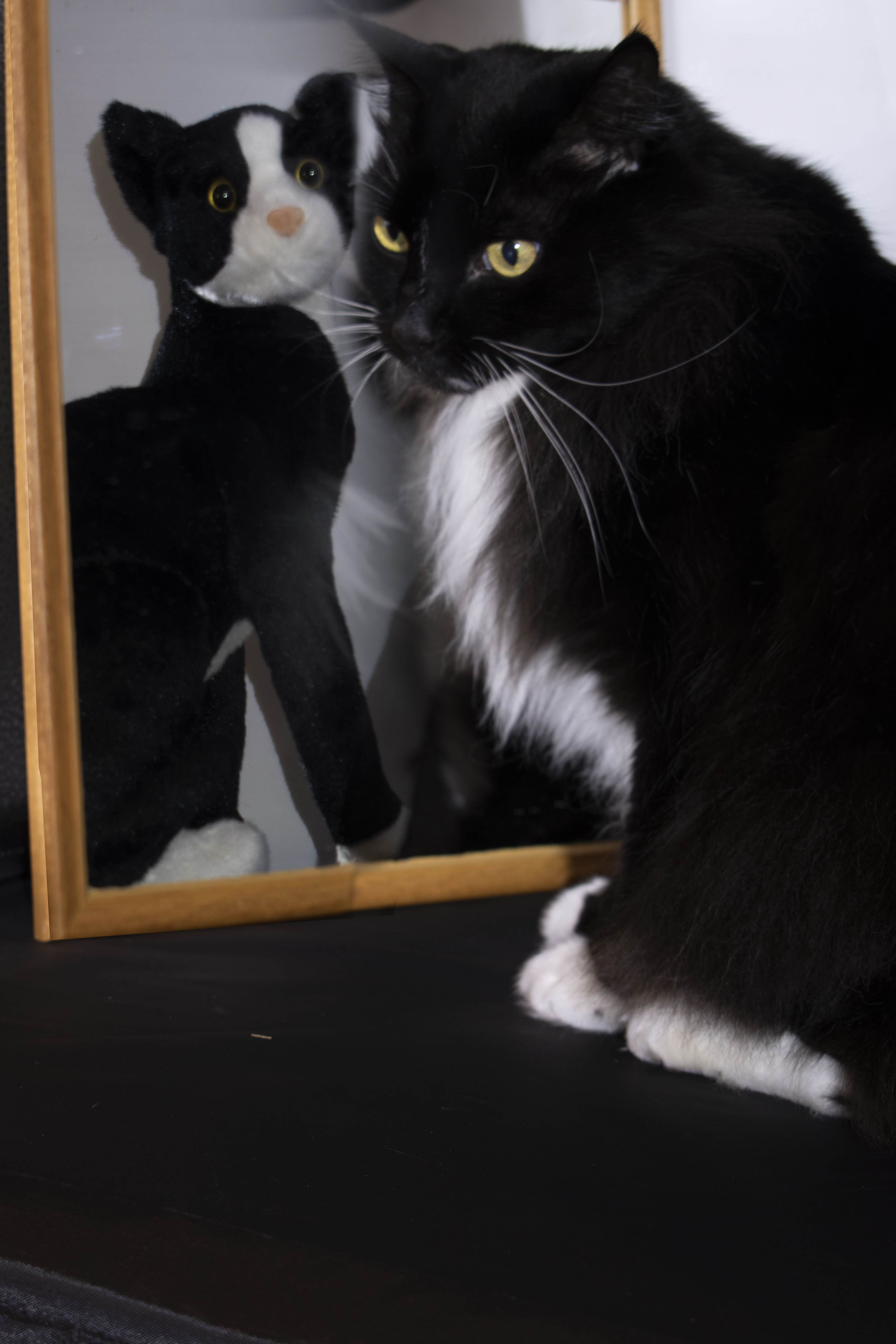 Kat or Cat