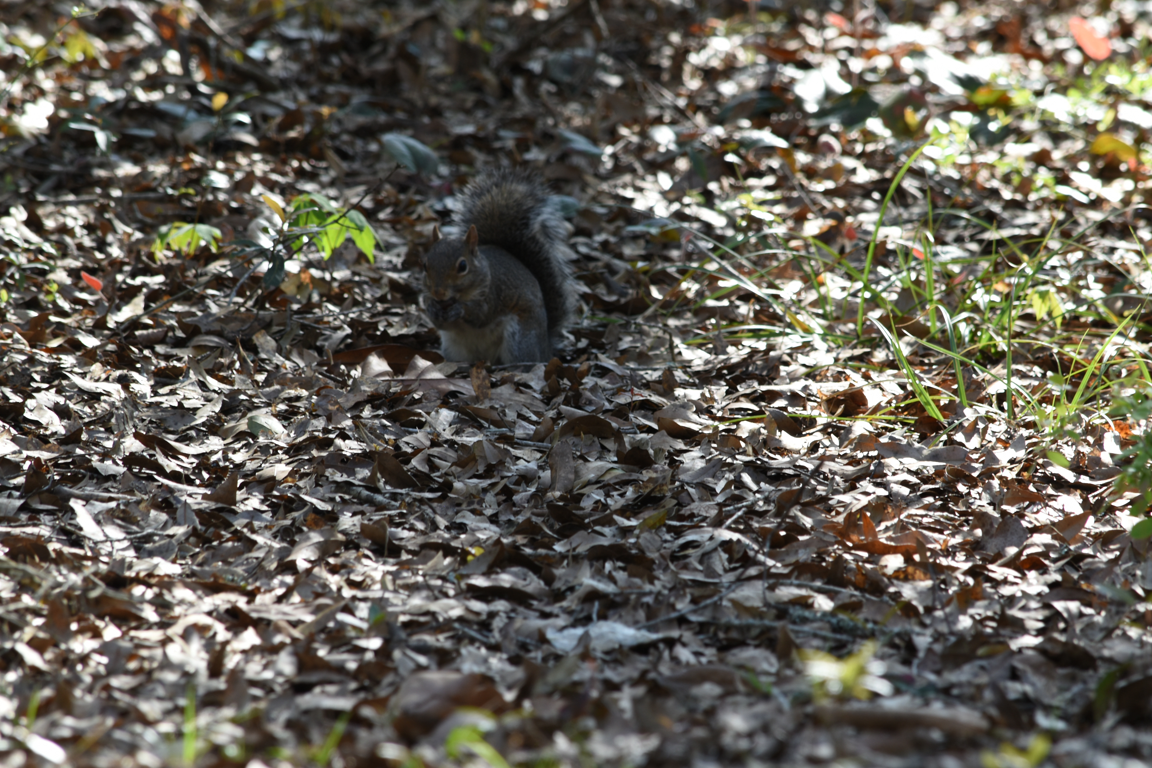 Crazy Squirrel, Little Ocmulgee, Georgia