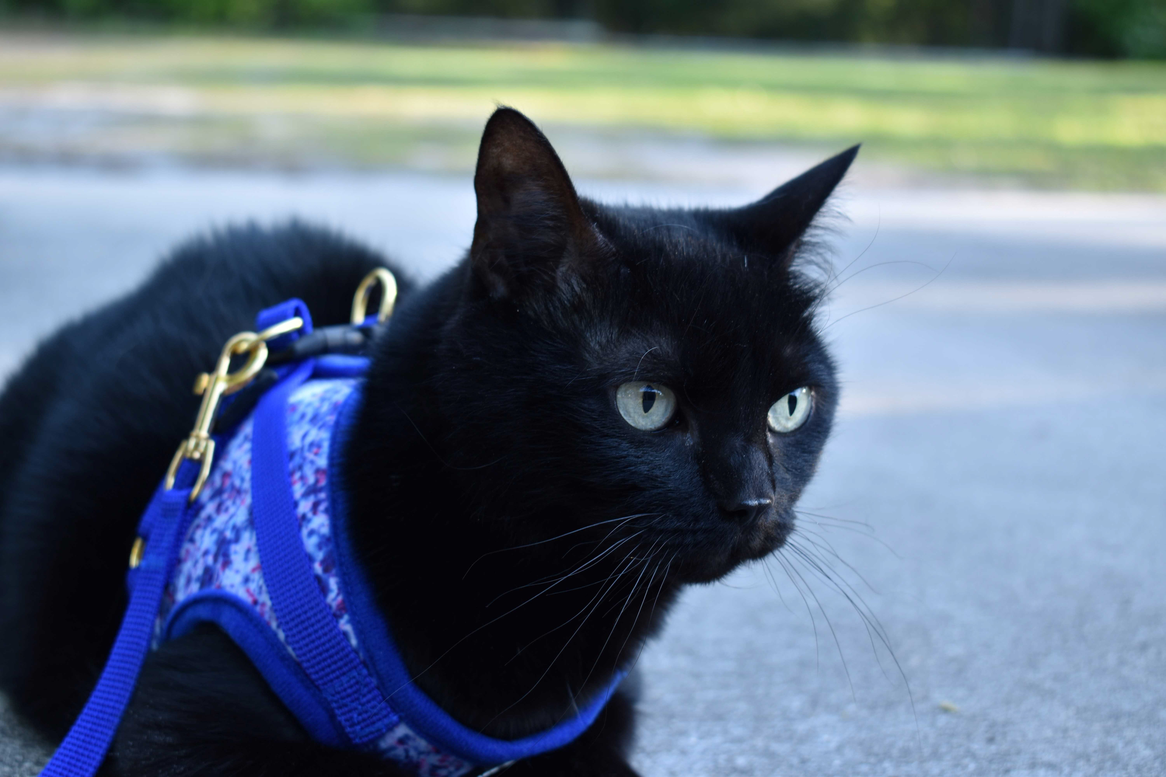 Chocolate the Black Cat