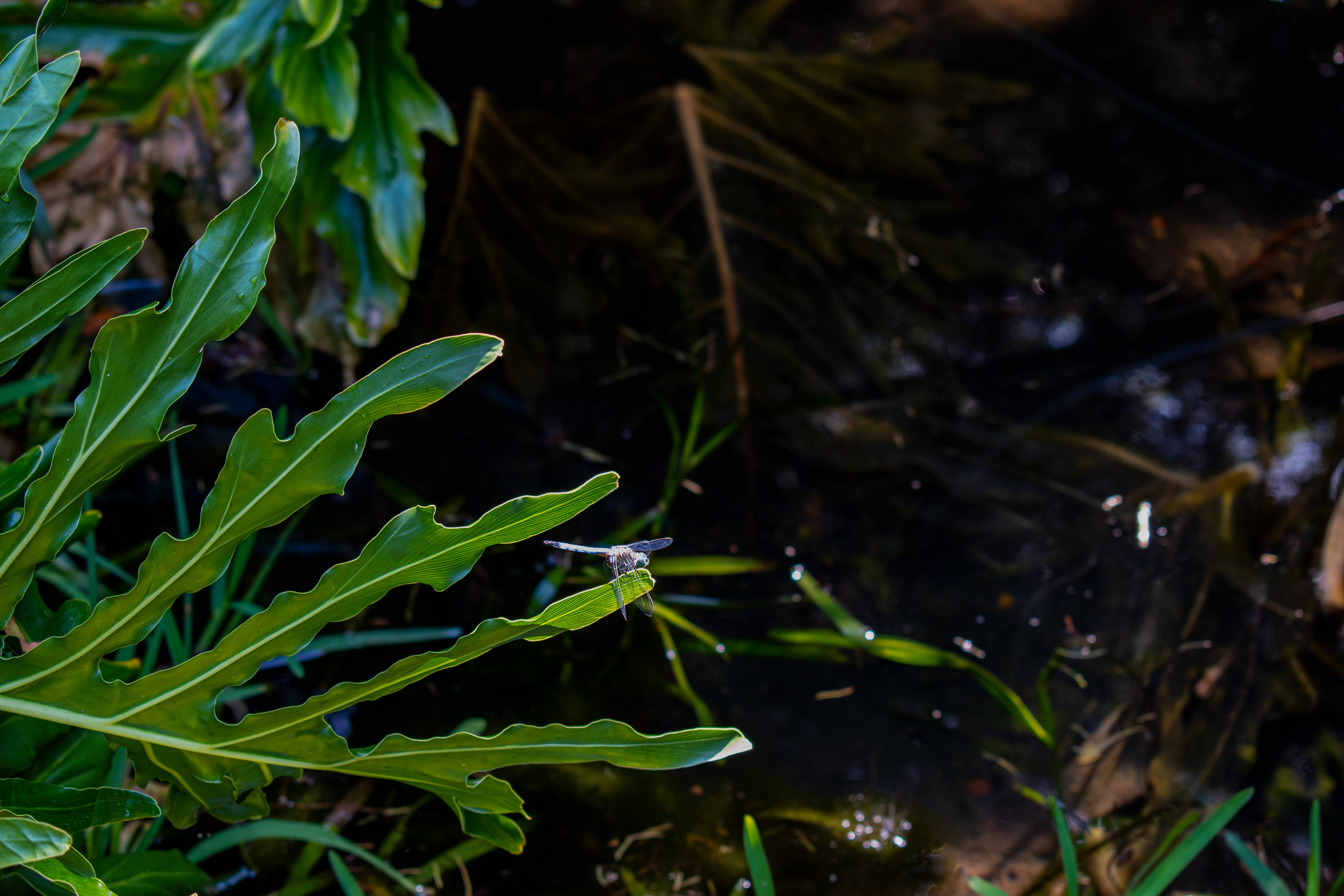 Just a Little Dragonfly