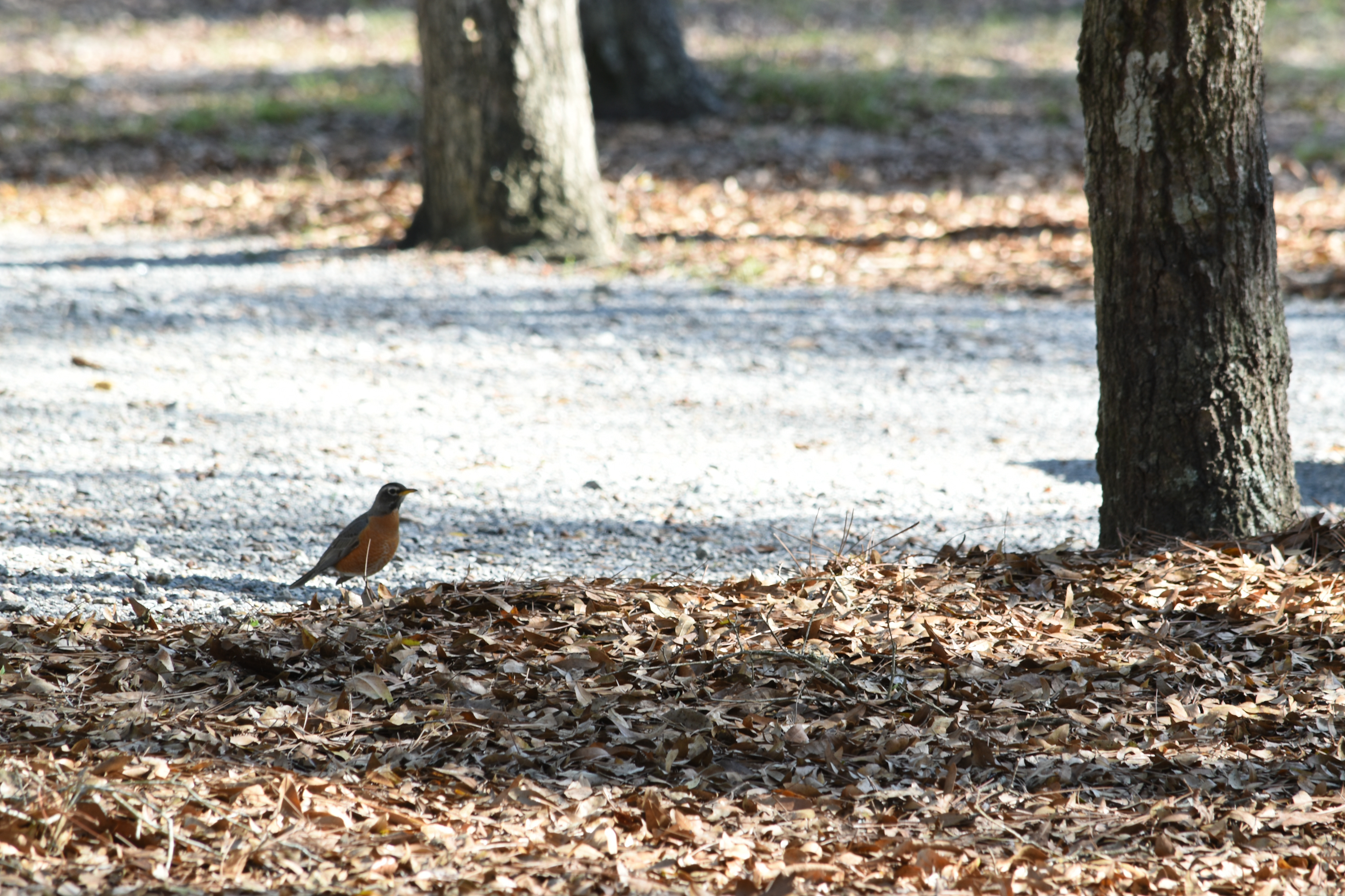 Pretty Robin, Little Ocmulgee, Georgia