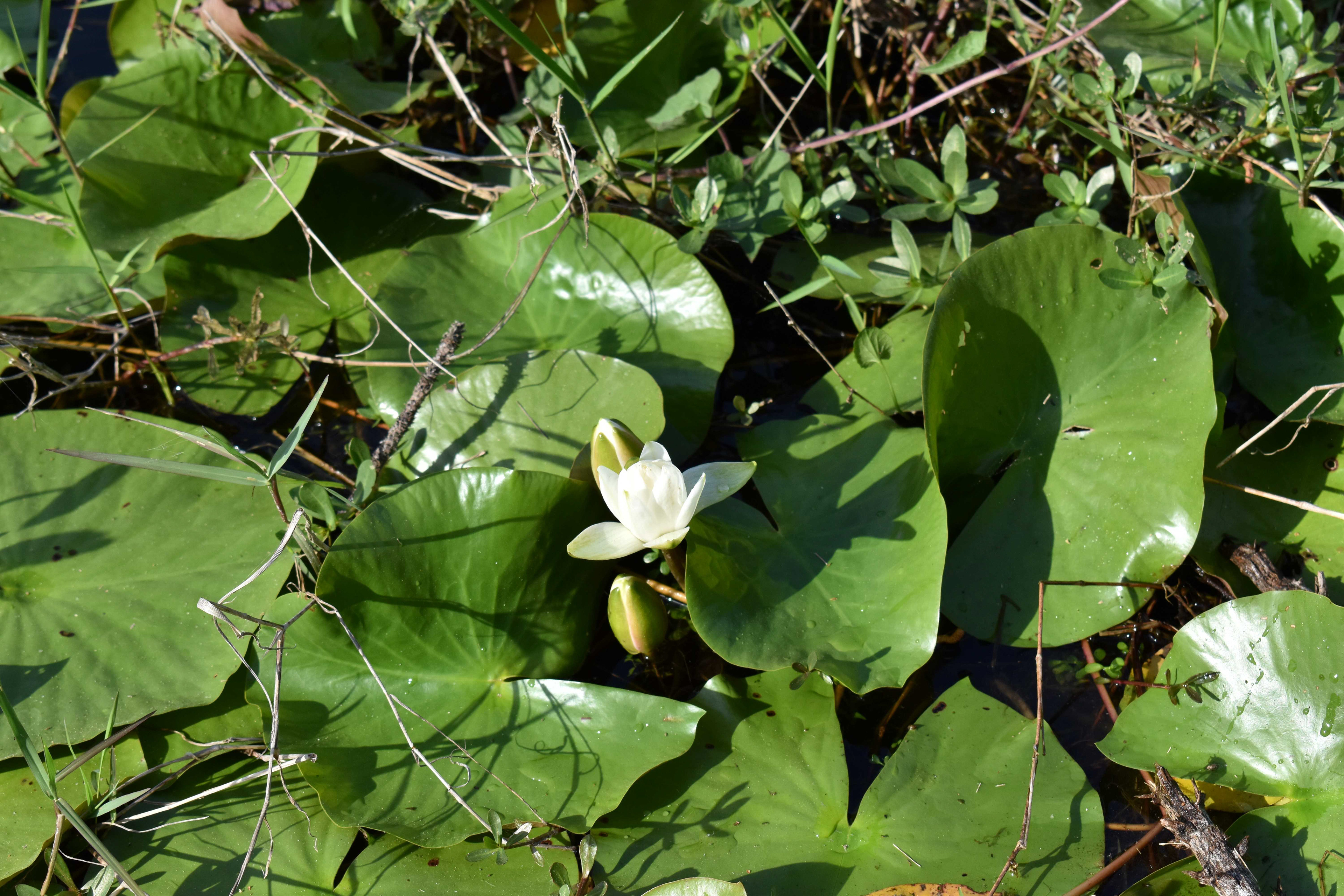 Water Lilly on Pond