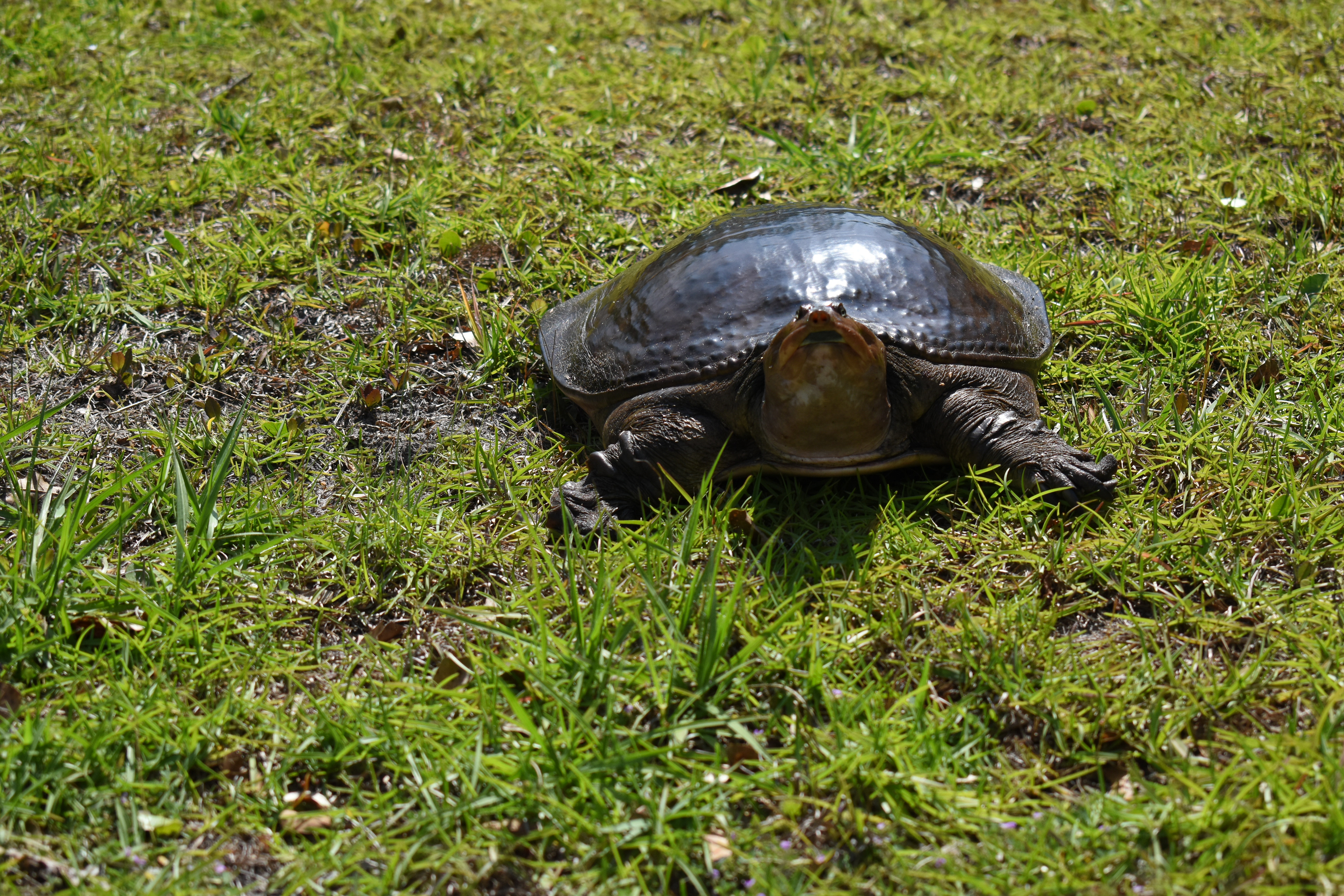 Gopher Tortoise, Jacksonville, FL
