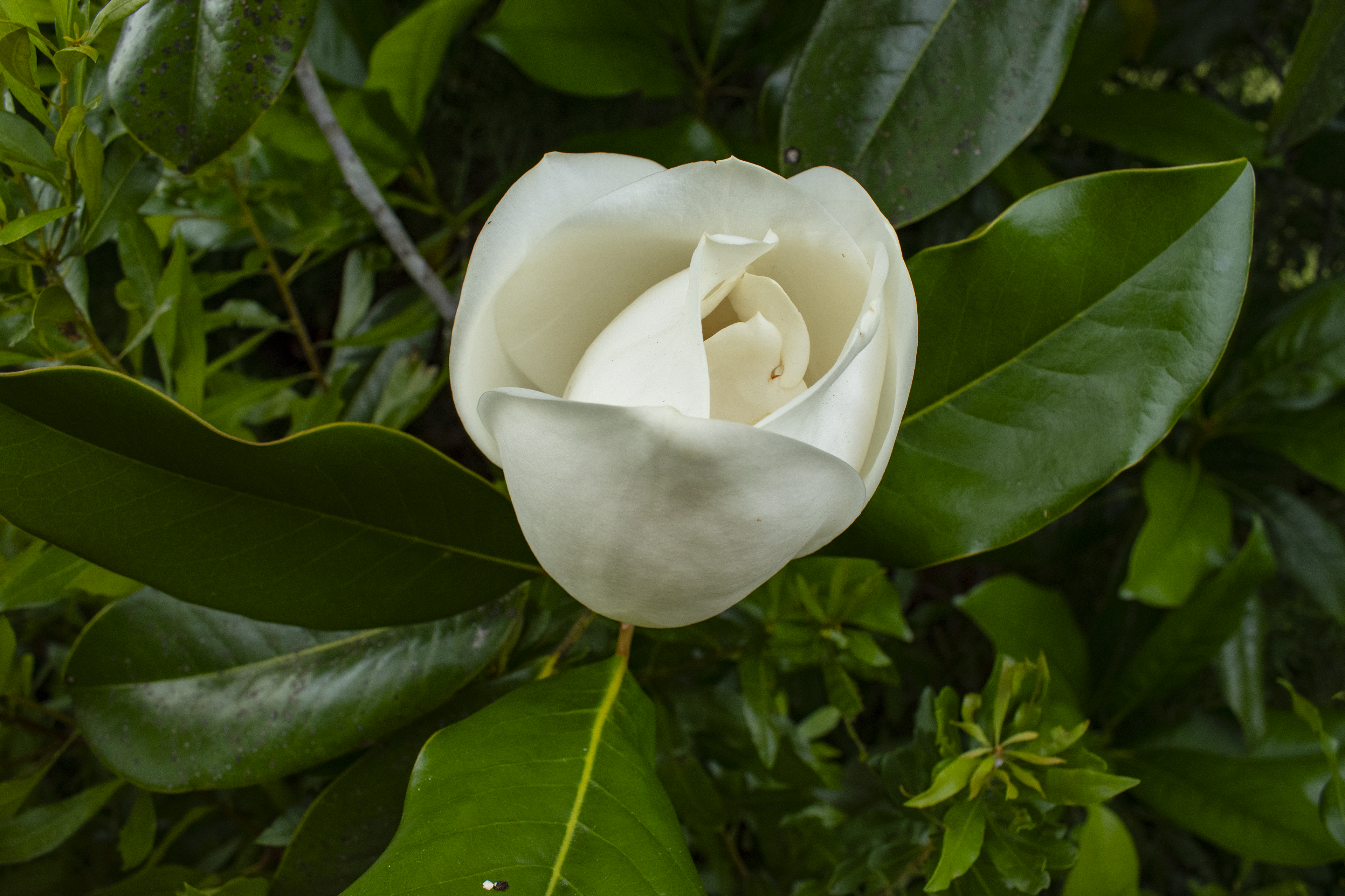 Southern Magnolia Bloom