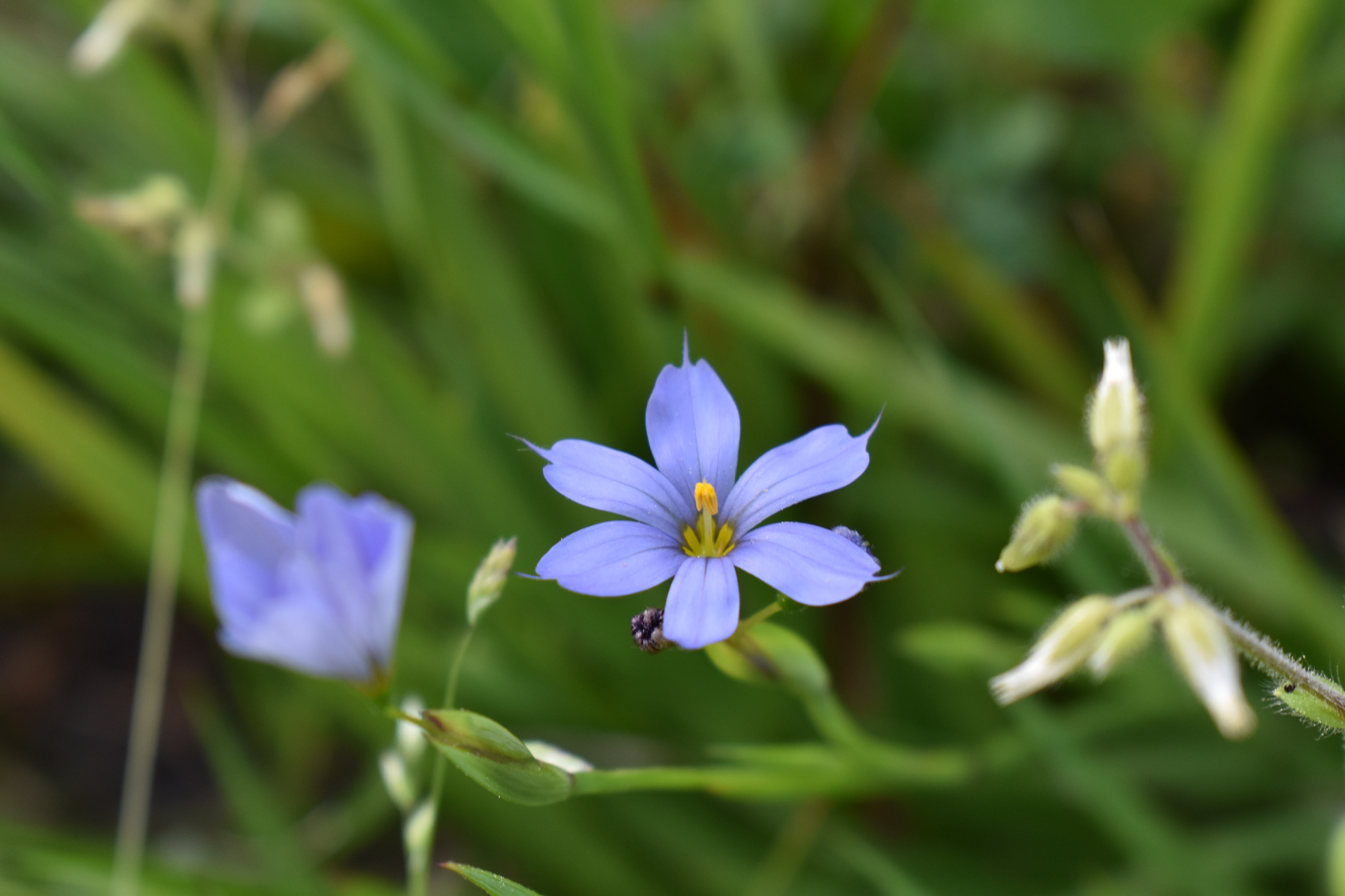 Weed or Flower, perpsective
