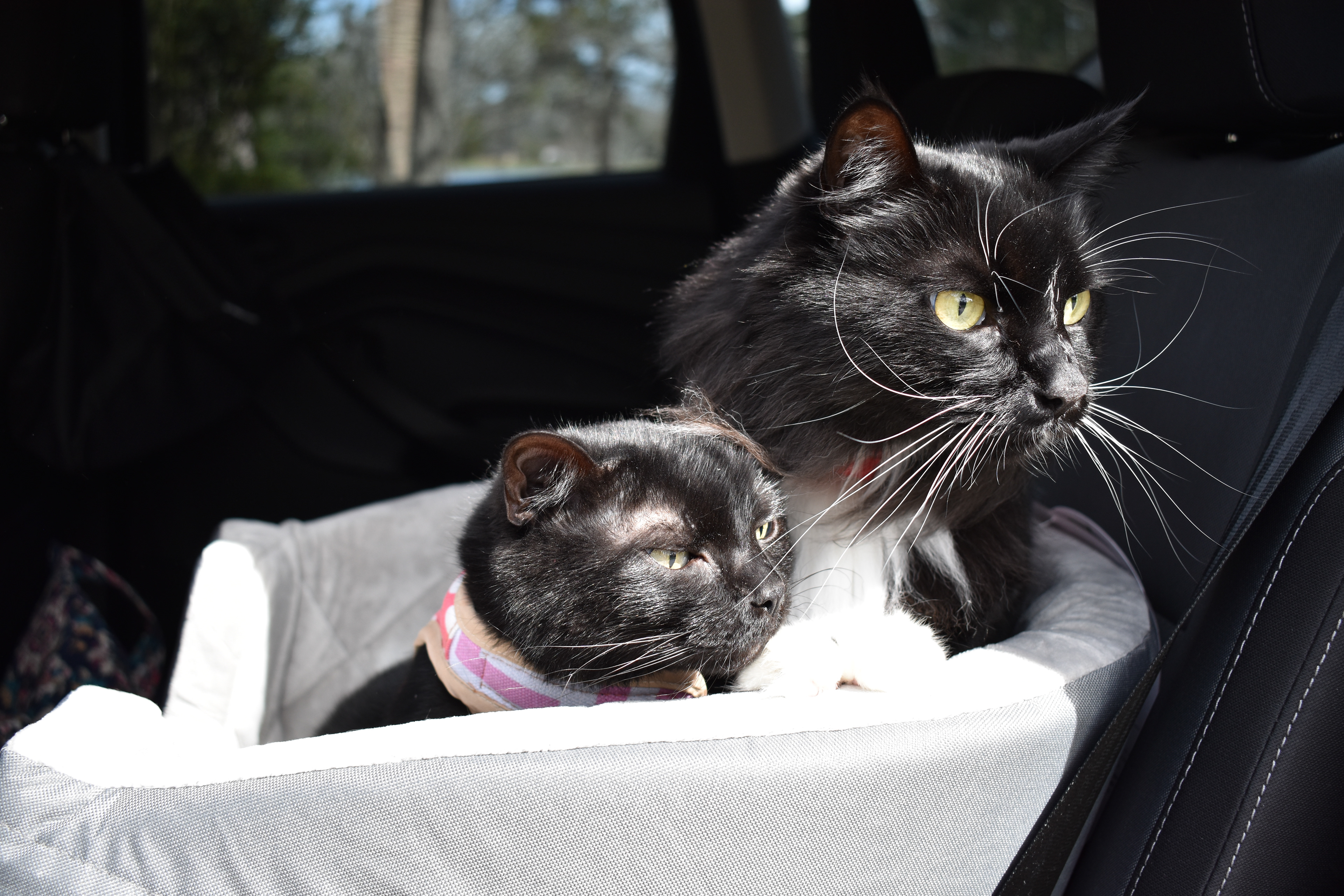 Two Cats on a Car Trip