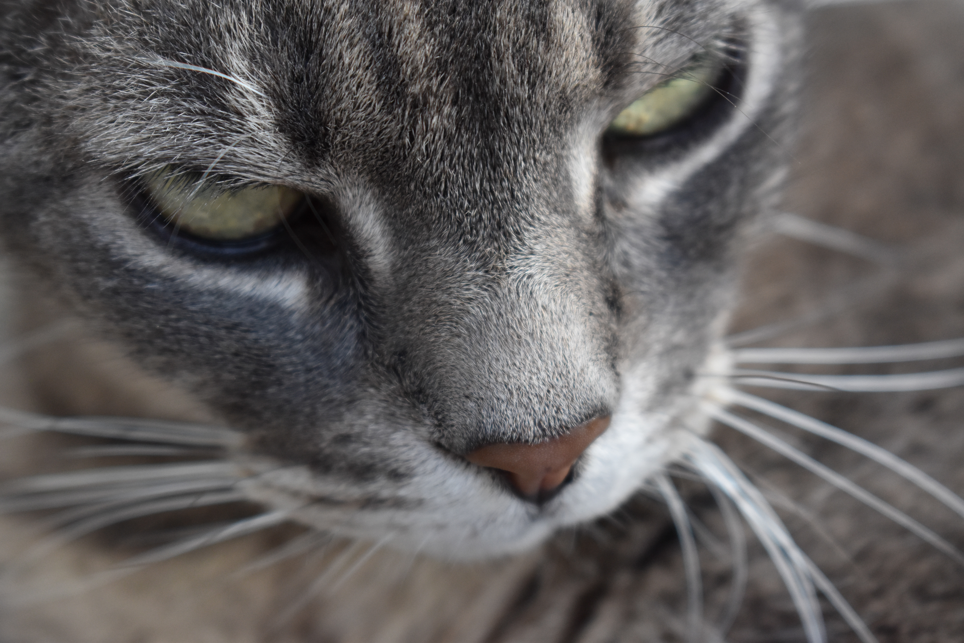 The Grey Lady, Helena