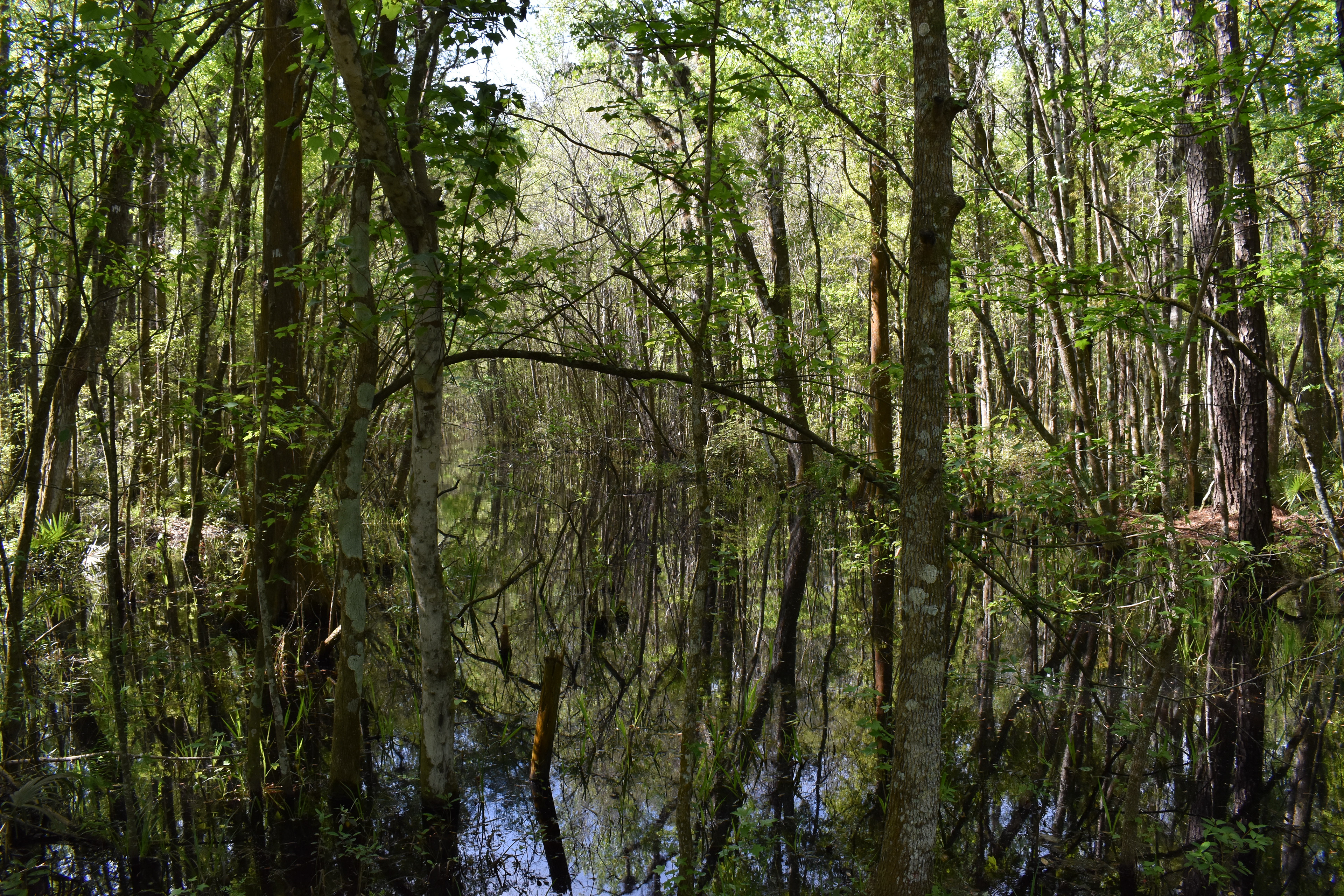 Headwaters of Cedar River Jacksonville, FL 
