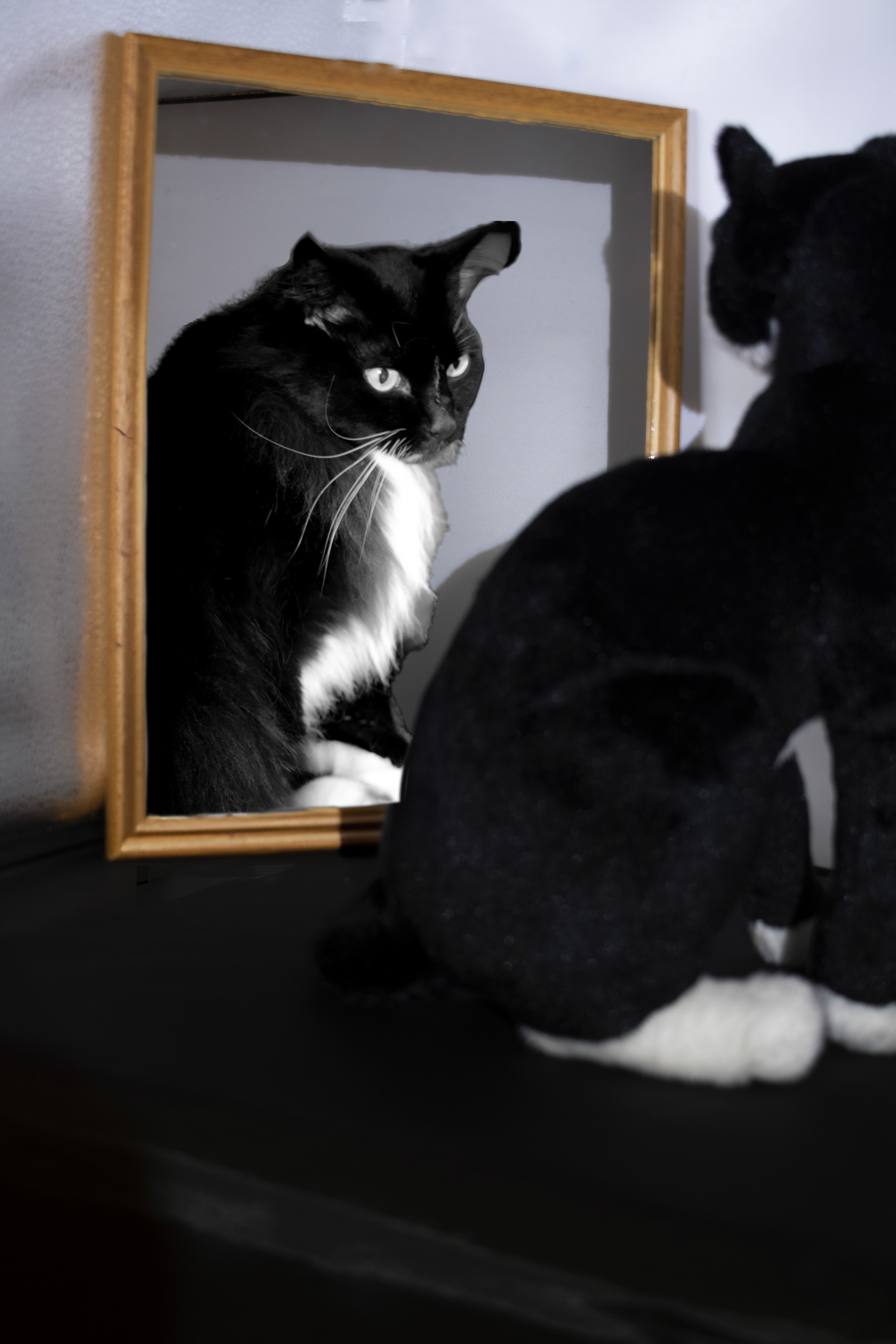 Cat or Kat