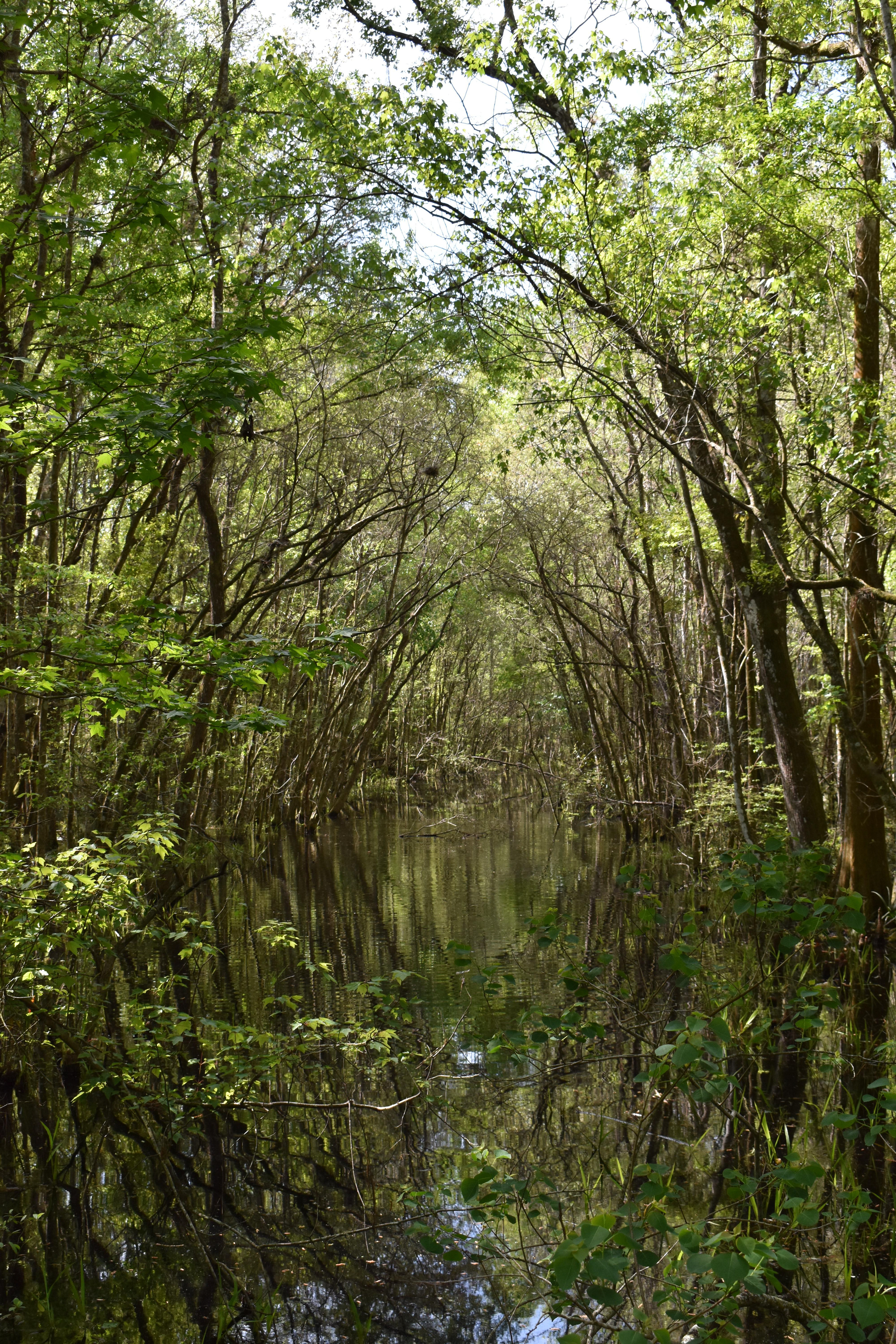 Cedar River Headwaters, Jacksonville, FL