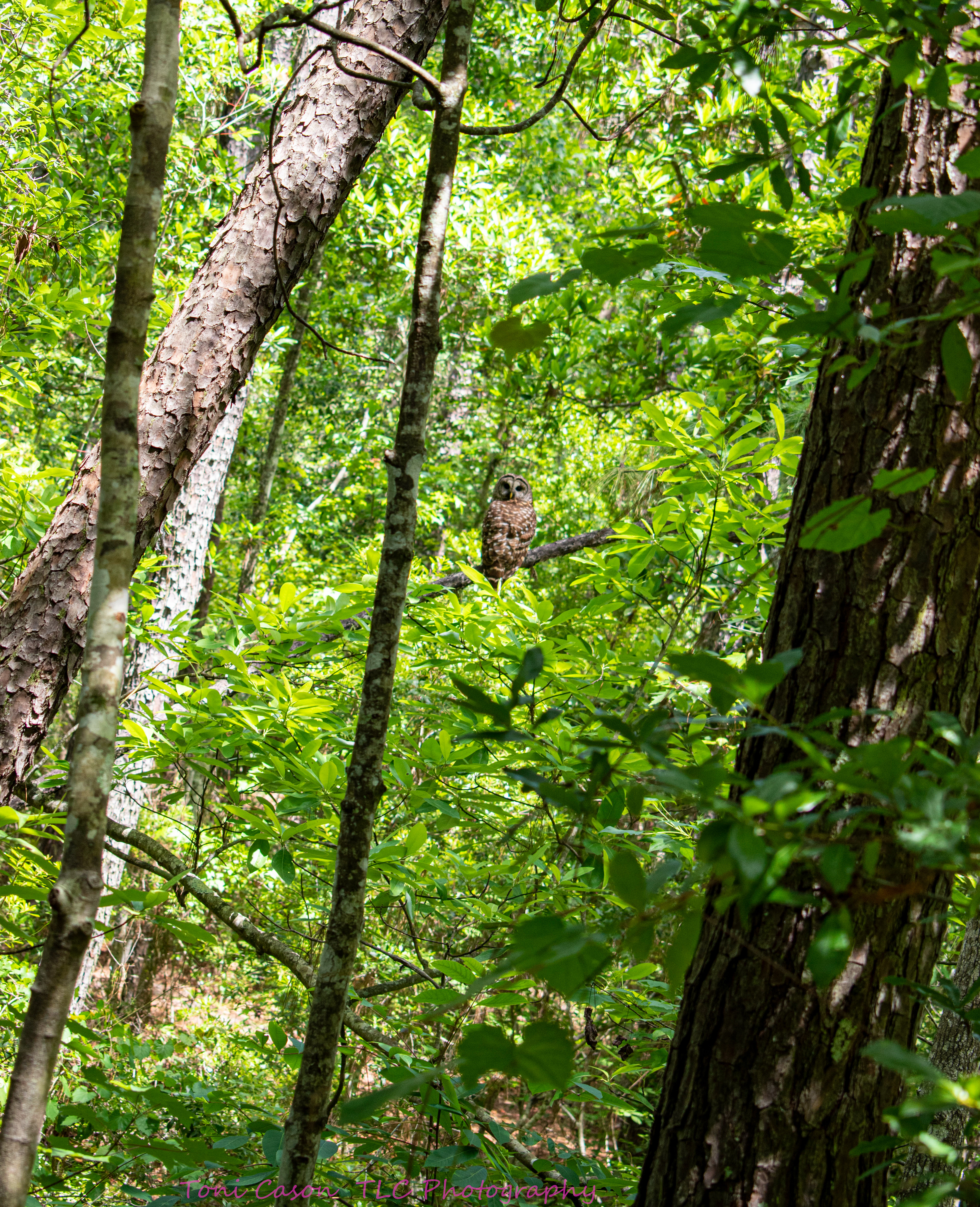 Owl in Day, Jacksonville Arboretum