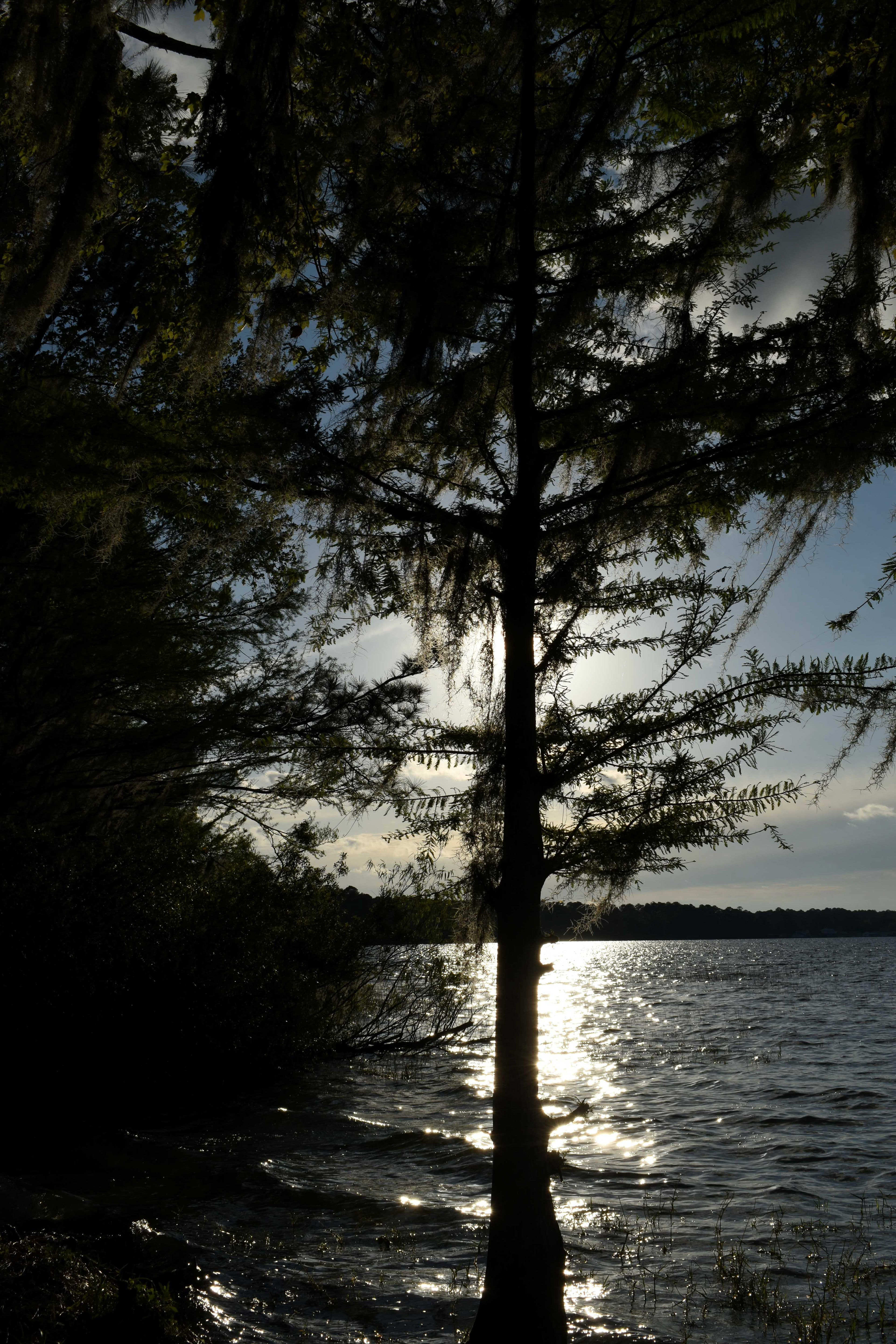 Cypress on Kingsley Lake, FL