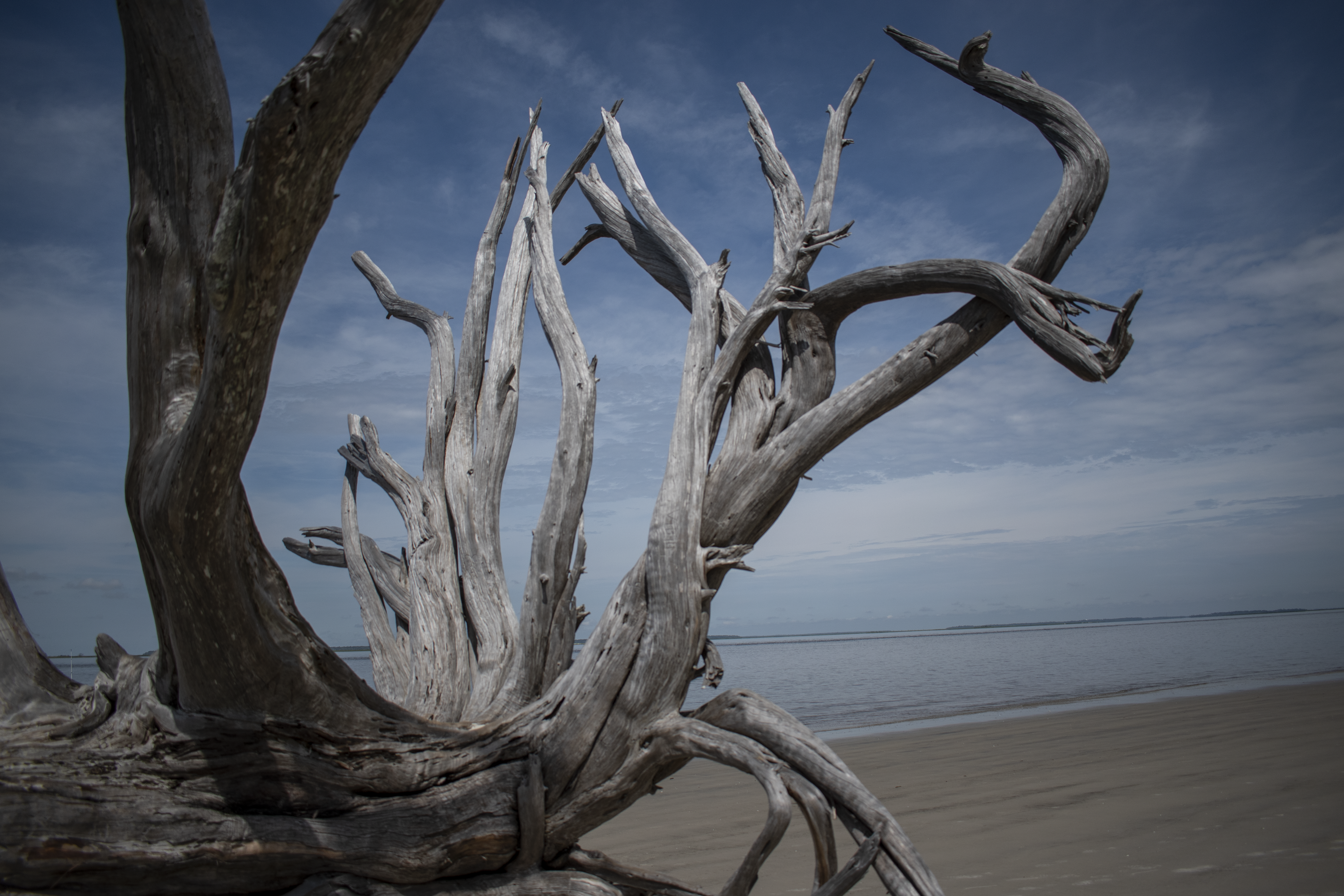 Driftwood on St. Andrews Beach