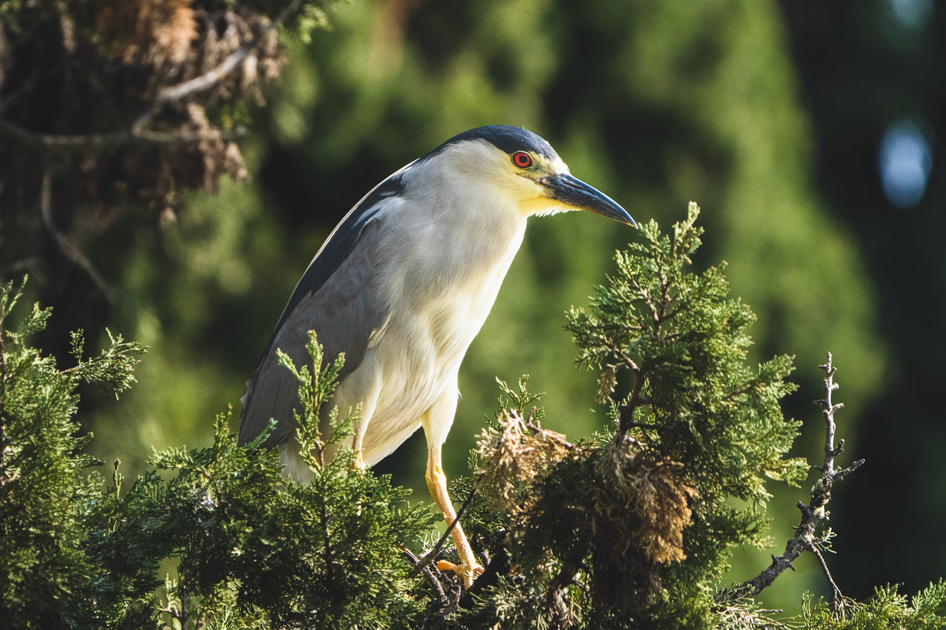 Black-crowned Night Heron, Chapultepec Park, Mexico City