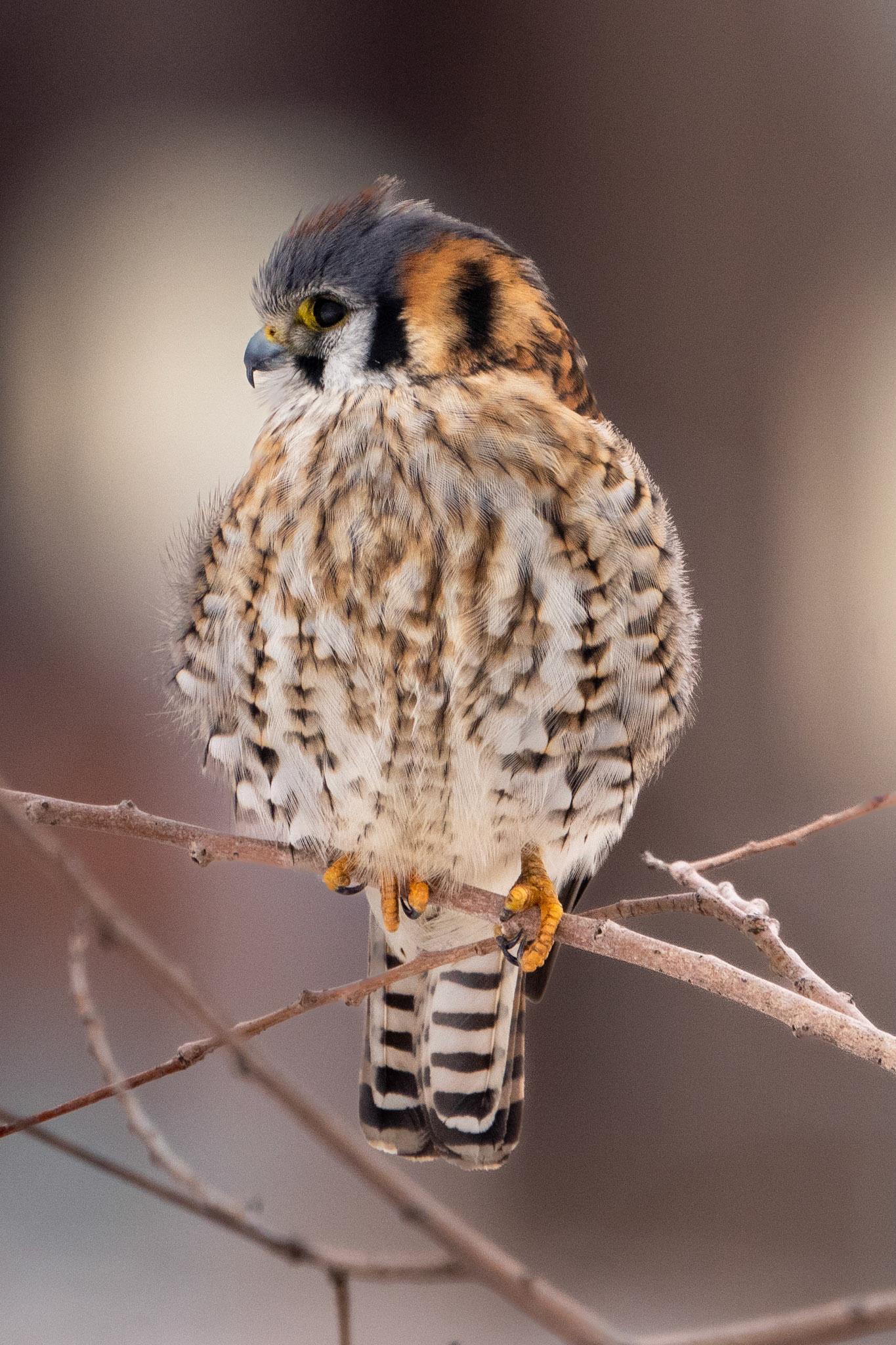 American Kestrel, Downsview Park, Toronto