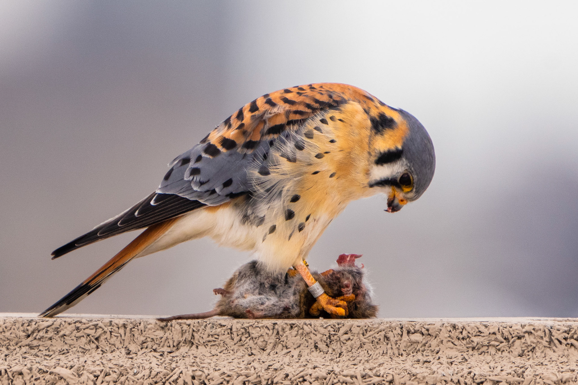 American Kestrel, Downsview Park, Toronto