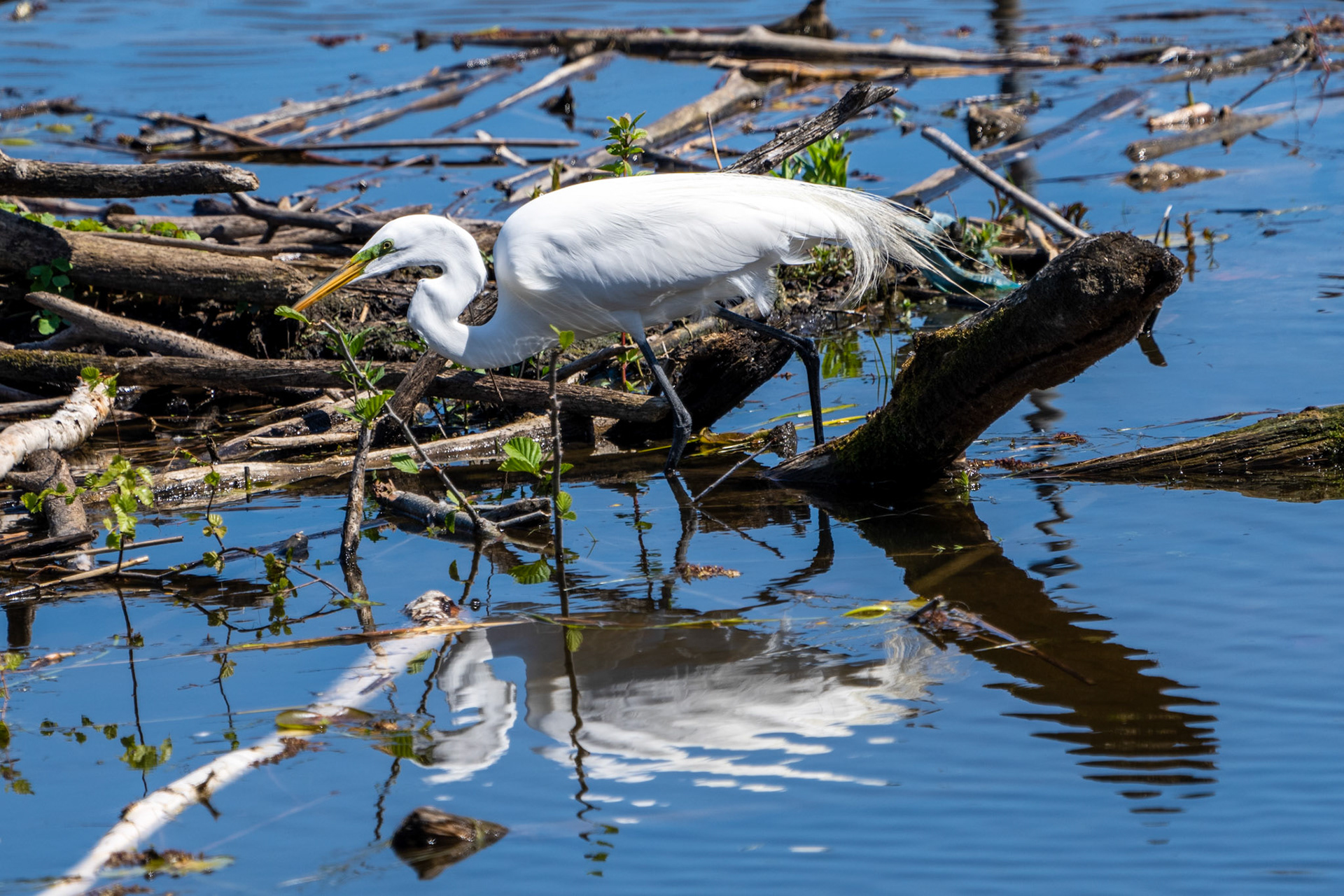 Great Egret, Tommy Thompson Park, Toronto
