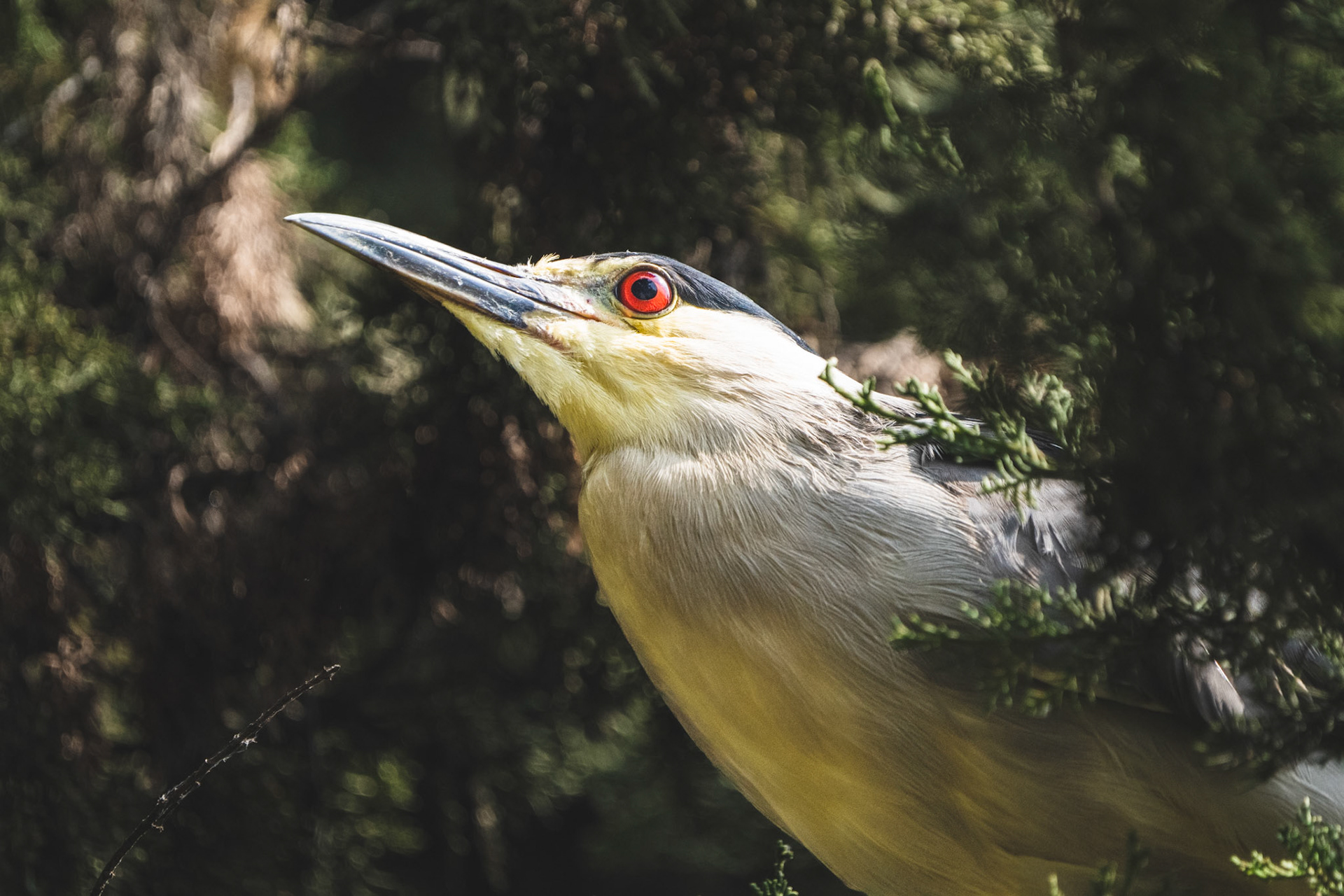 Black-crowned Night Heron, Chapultepec Park, Mexico City